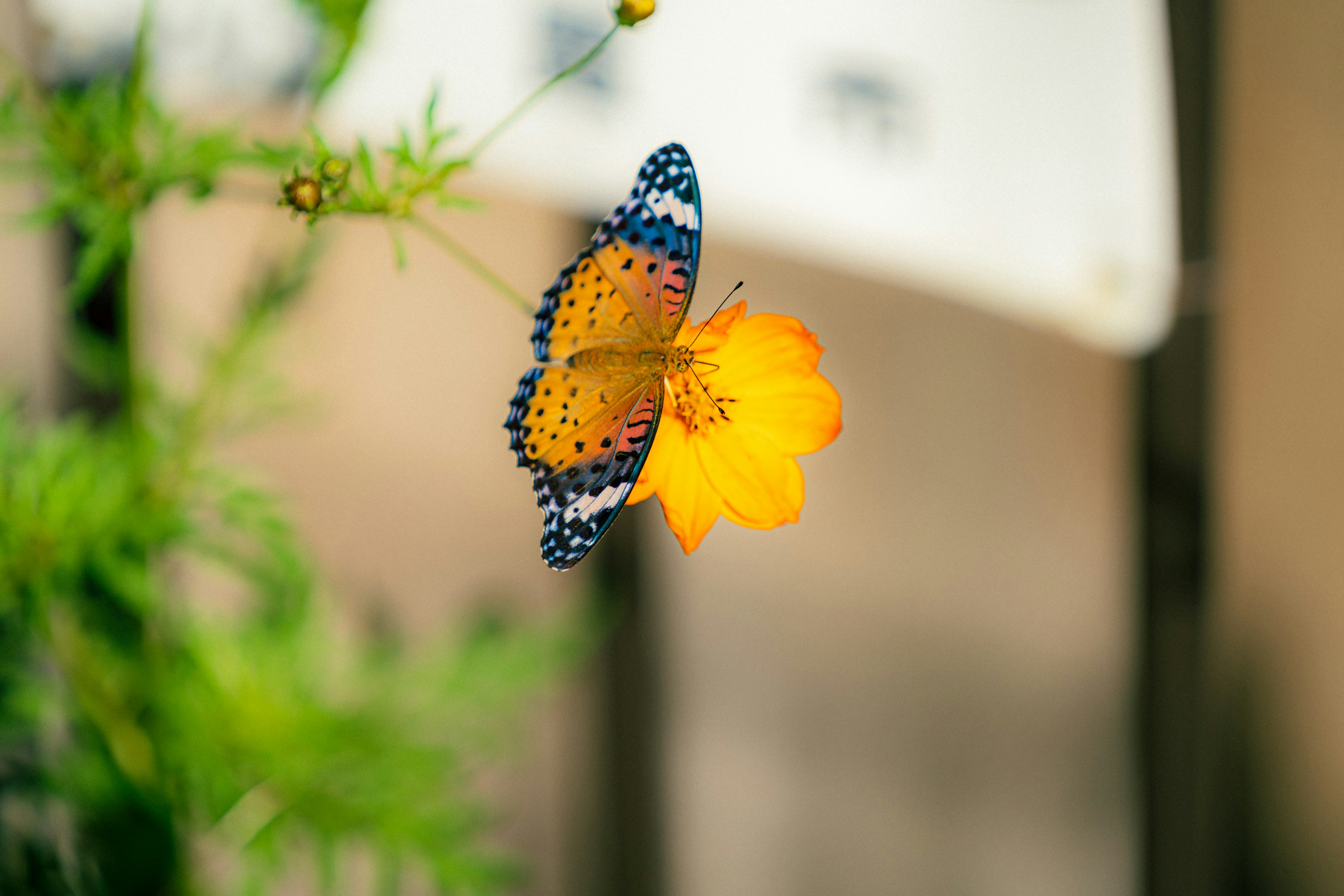 美しいオレンジ色の花にとまる蝶の鮮やかな姿