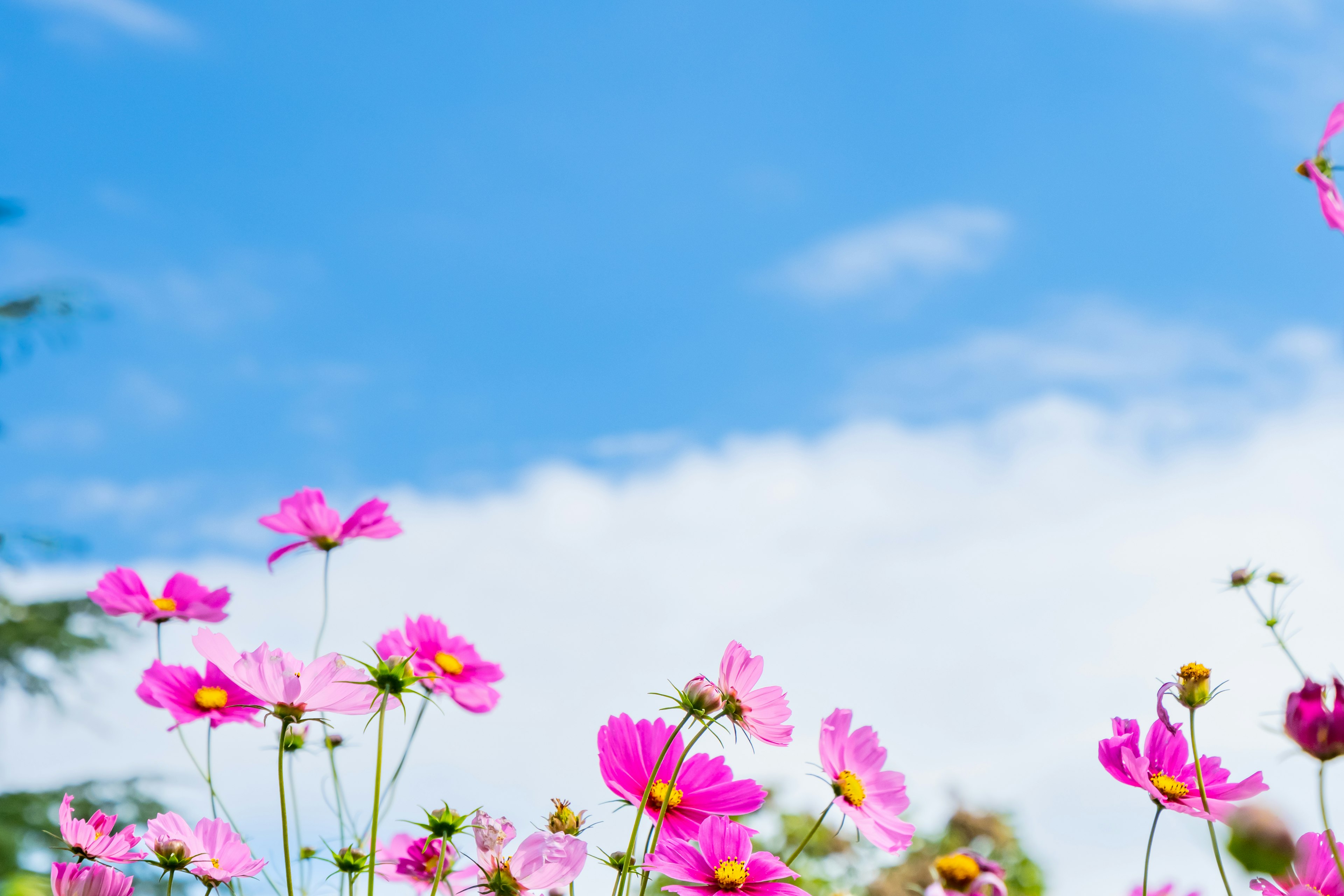 青空の下に咲く鮮やかなピンクの花々