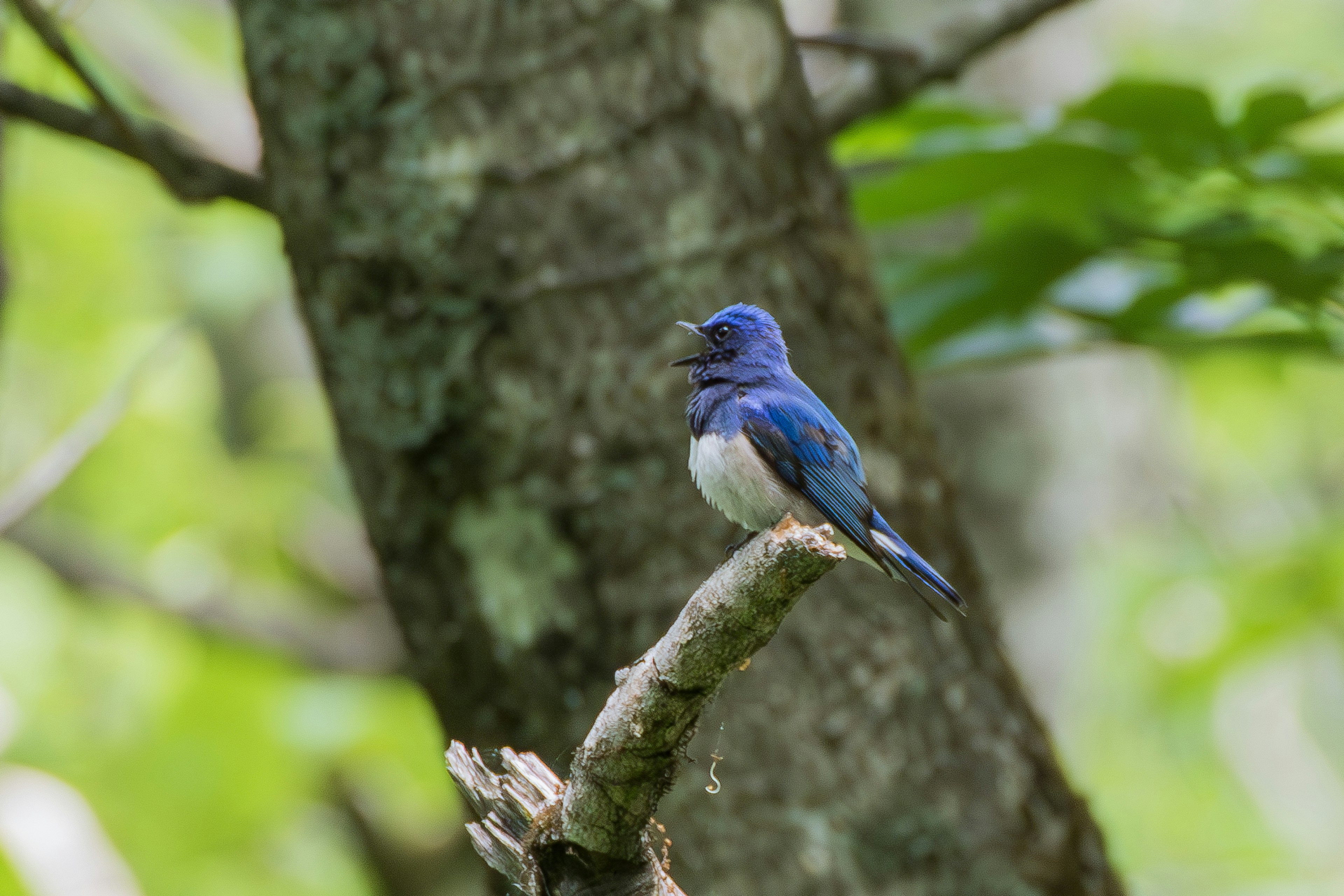 Ein blauer Vogel sitzt auf einem Ast vor grünem Hintergrund