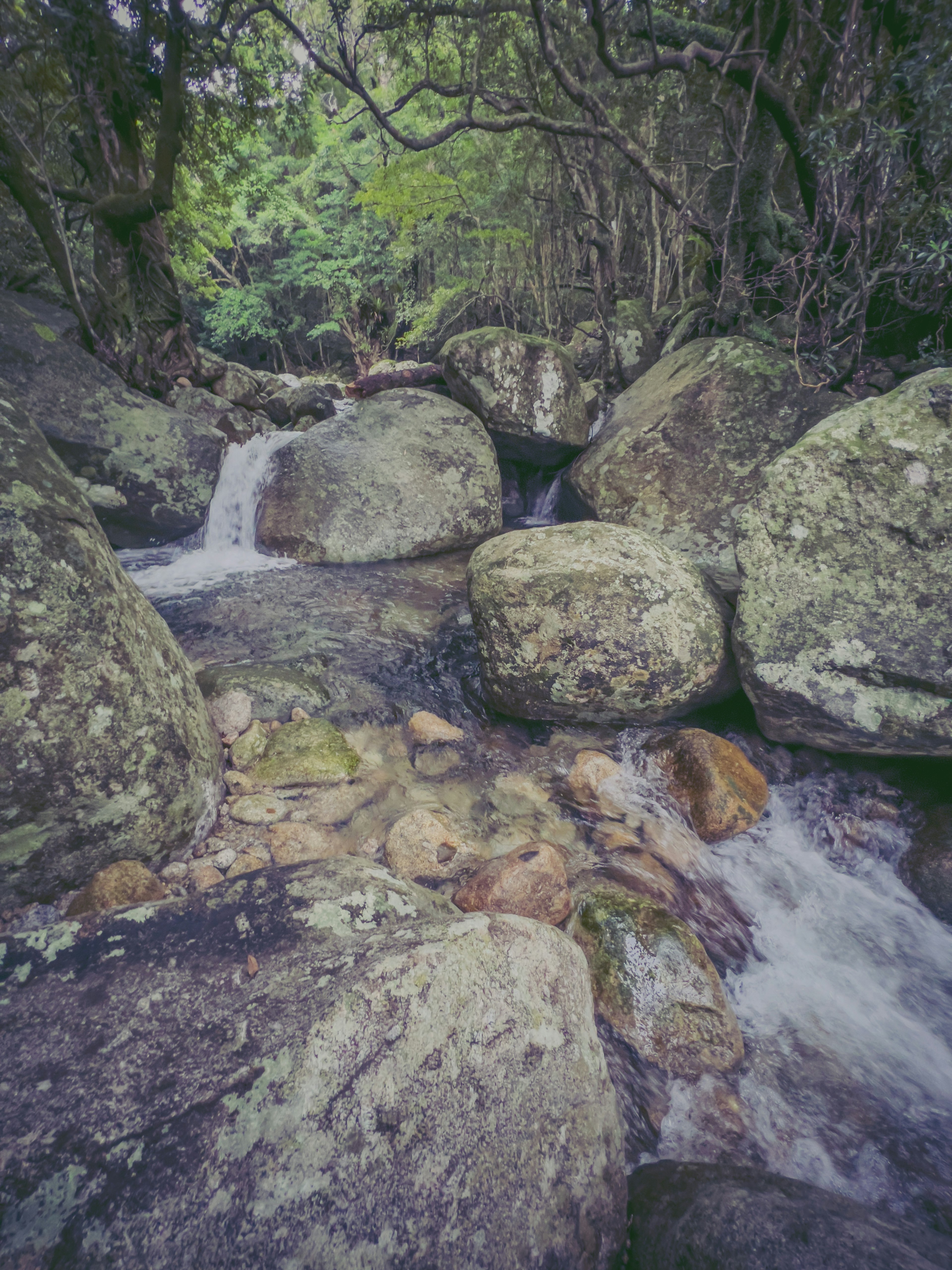 A stream flowing through rocks and surrounded by lush greenery