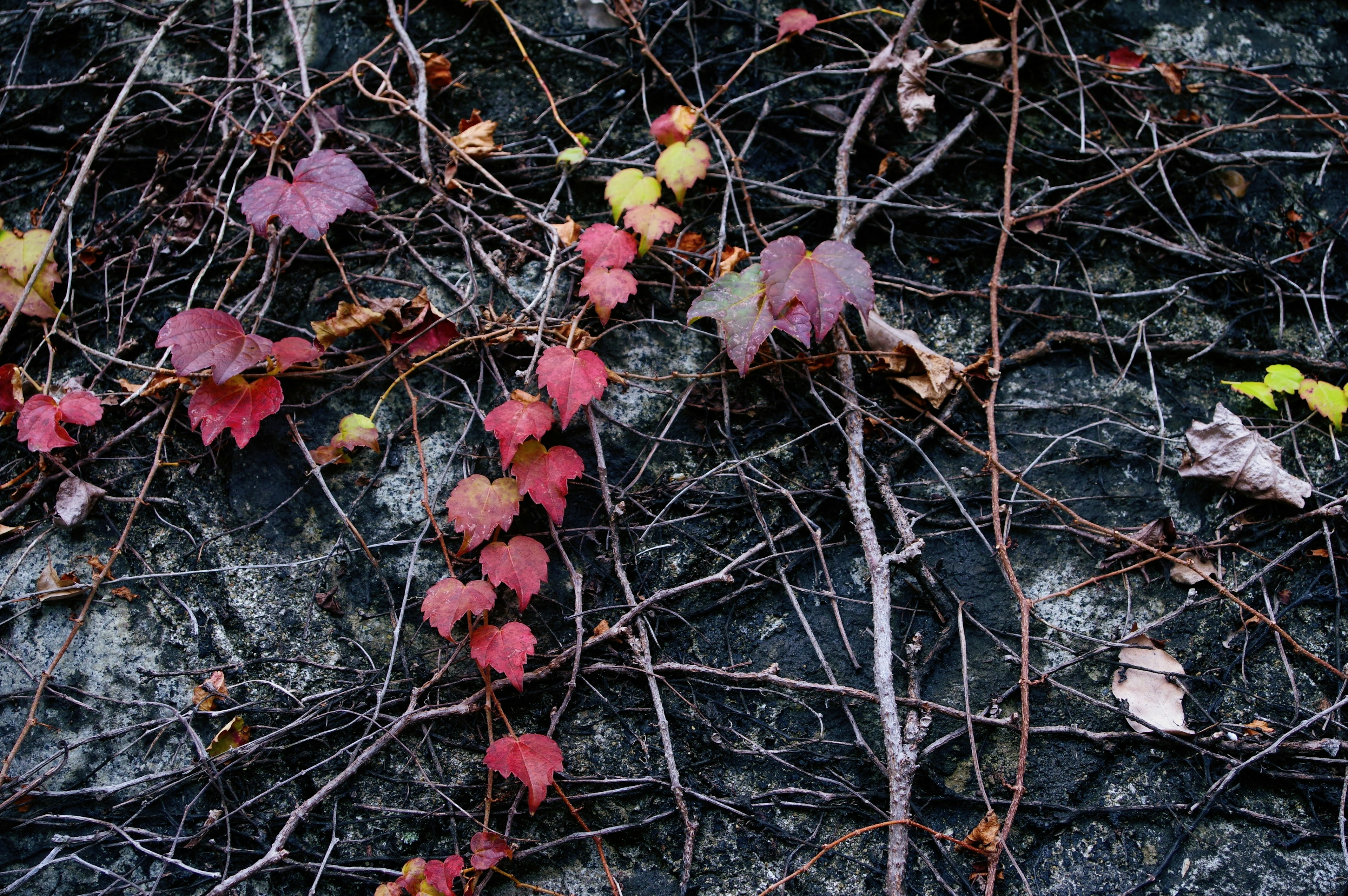 Foglie rosse e viti intrecciate su una superficie rocciosa