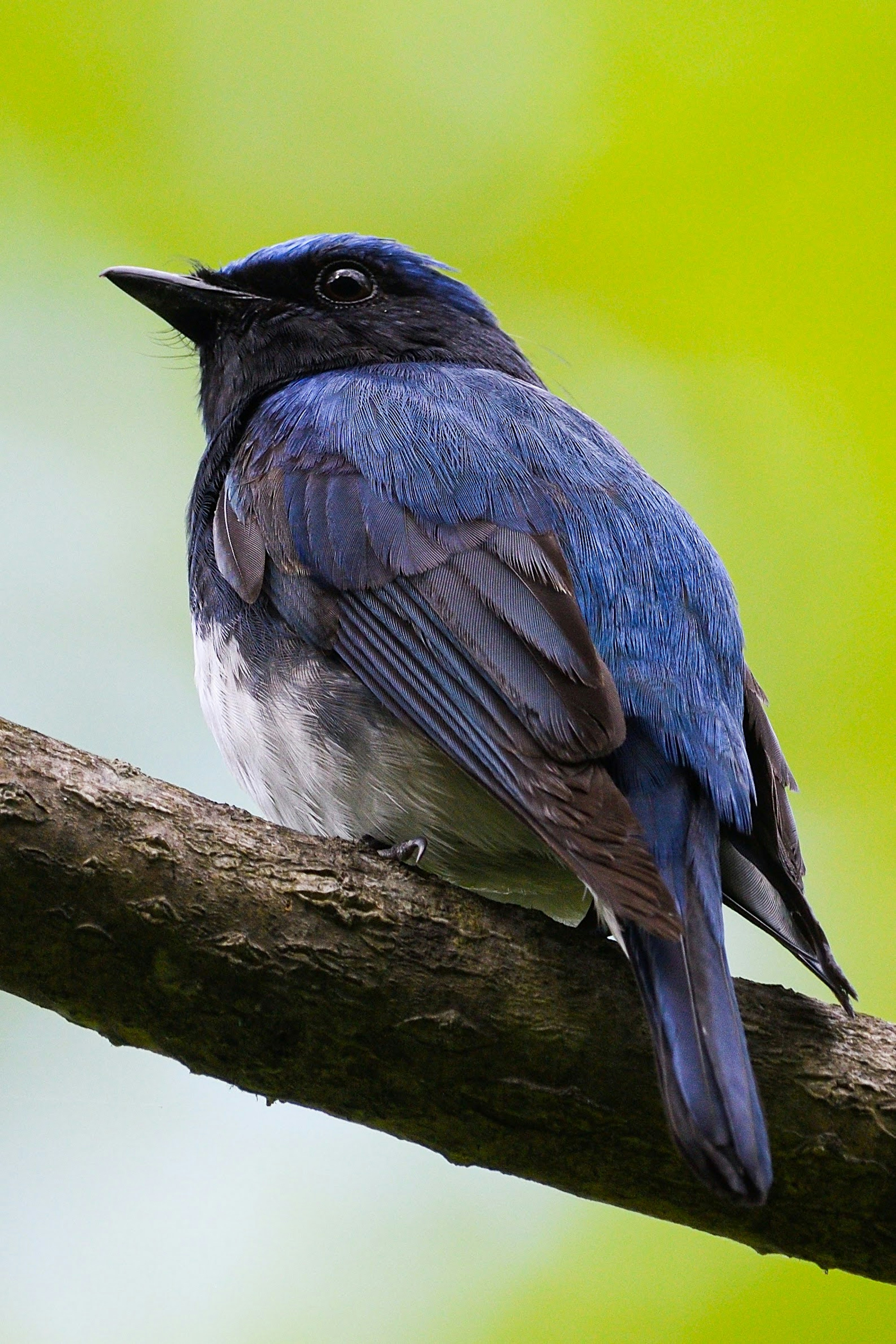 A small bird with blue feathers perched on a branch