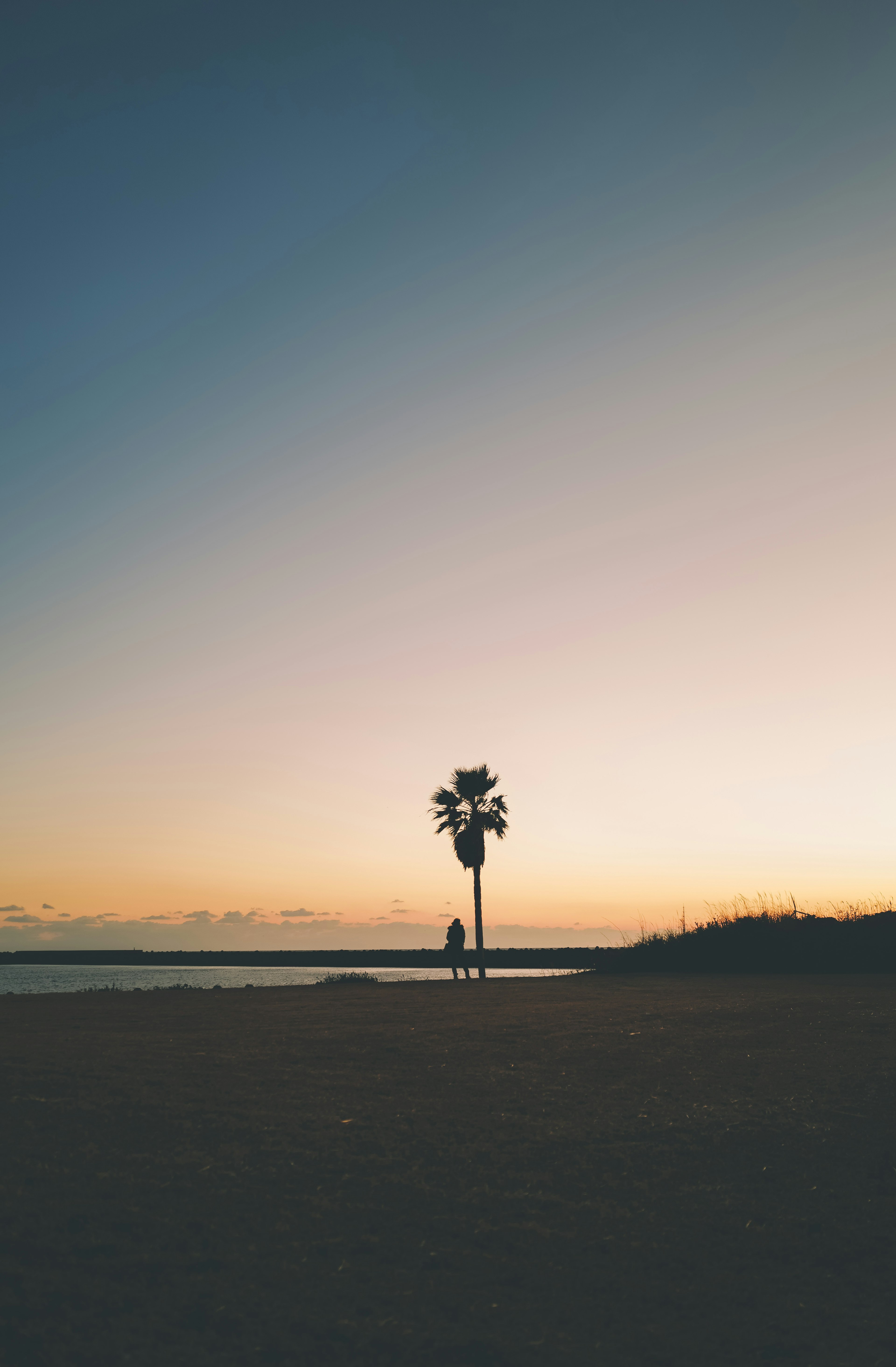 Una palmera solitaria al atardecer junto al mar con un cielo tranquilo