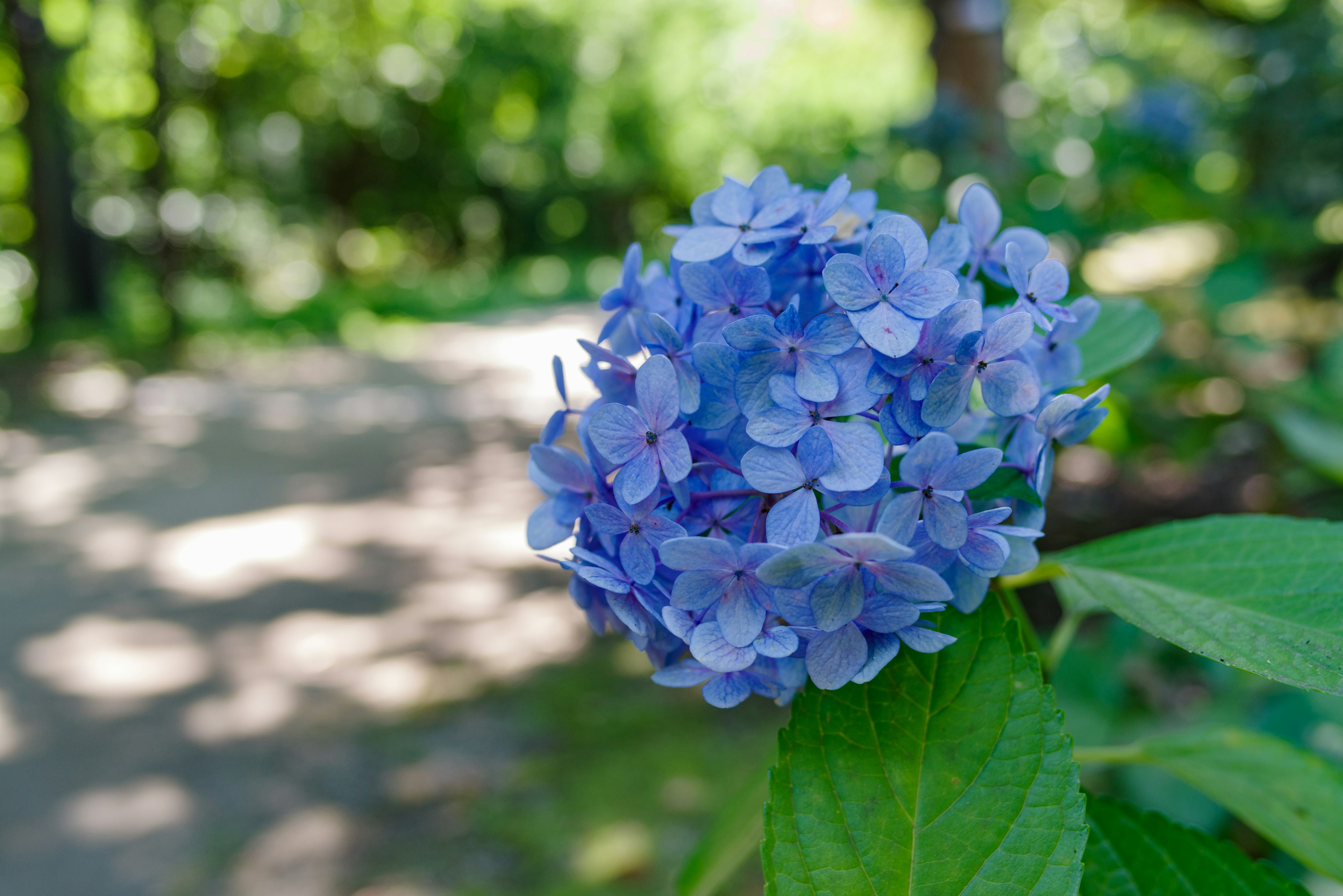 Fiore di ortensia blu che fiorisce tra foglie verdi con uno sfondo sfocato