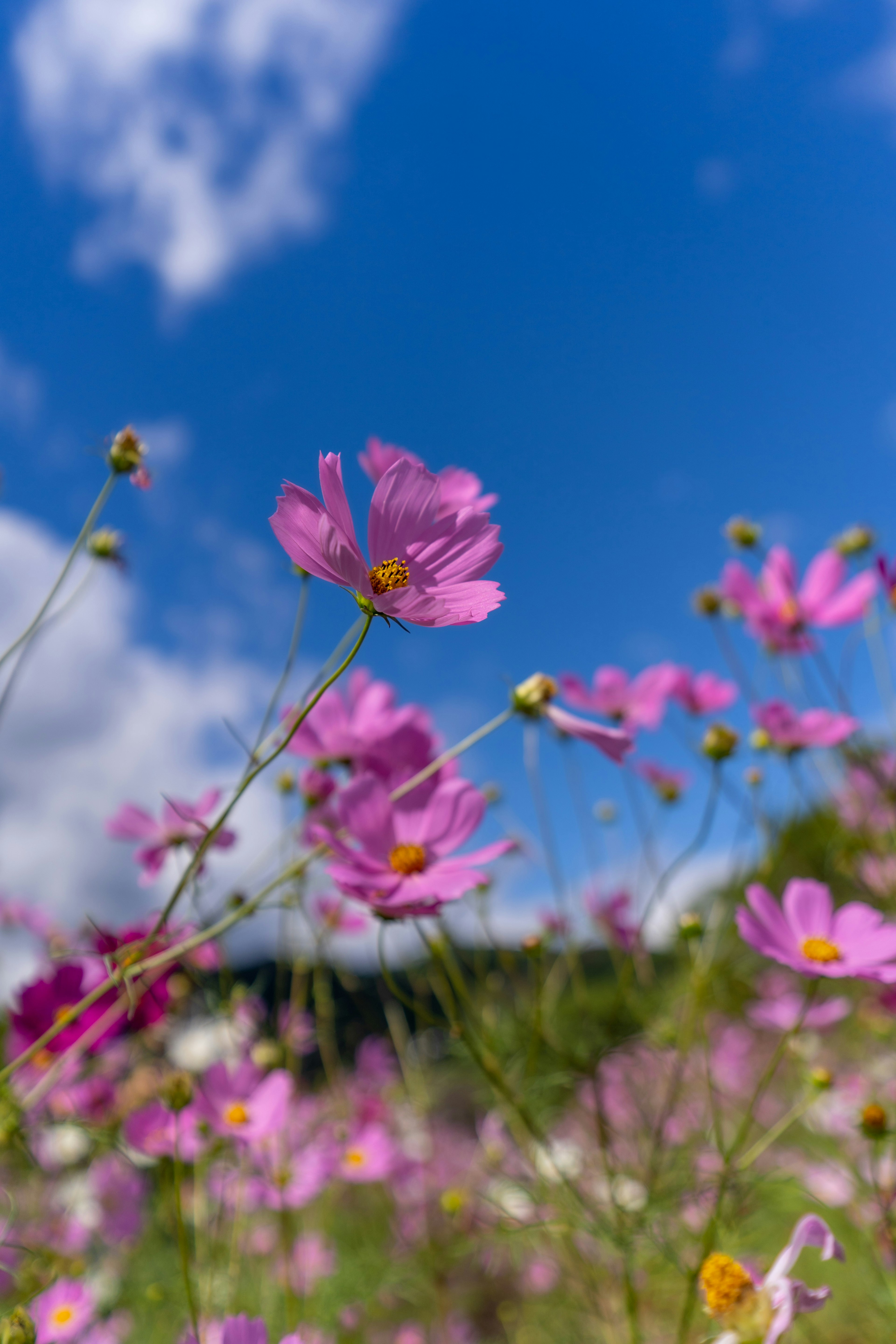 青空の下のピンクの花々と雲