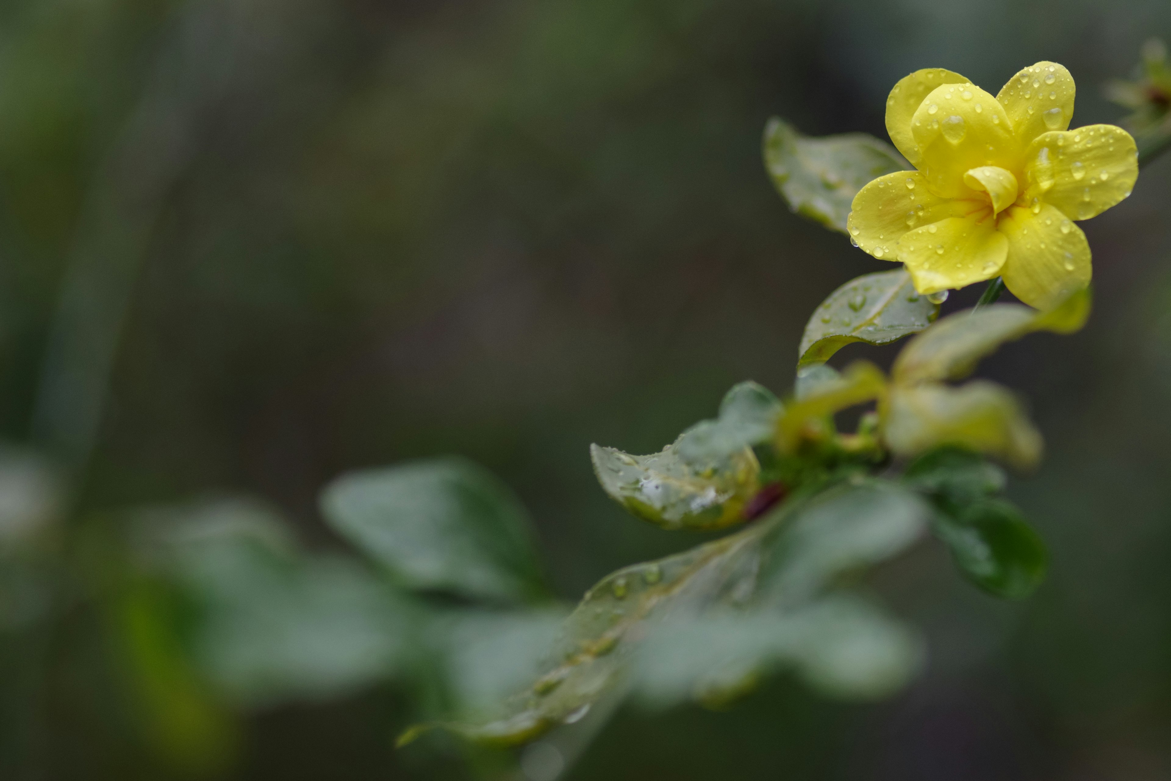 Eine lebendige gelbe Blume blüht vor einem grünen Hintergrund