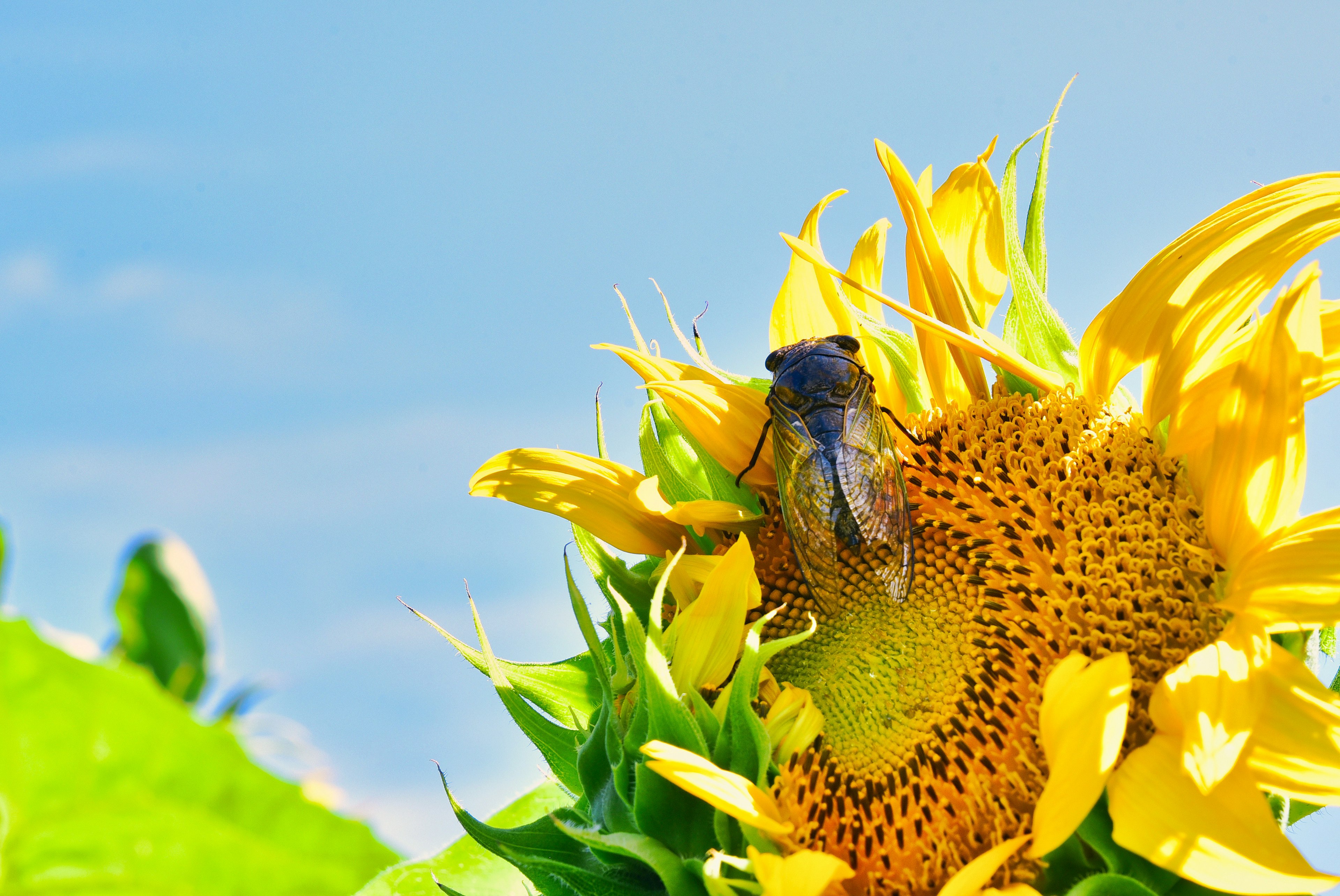 Primo piano di un girasole con un insetto sotto un cielo blu