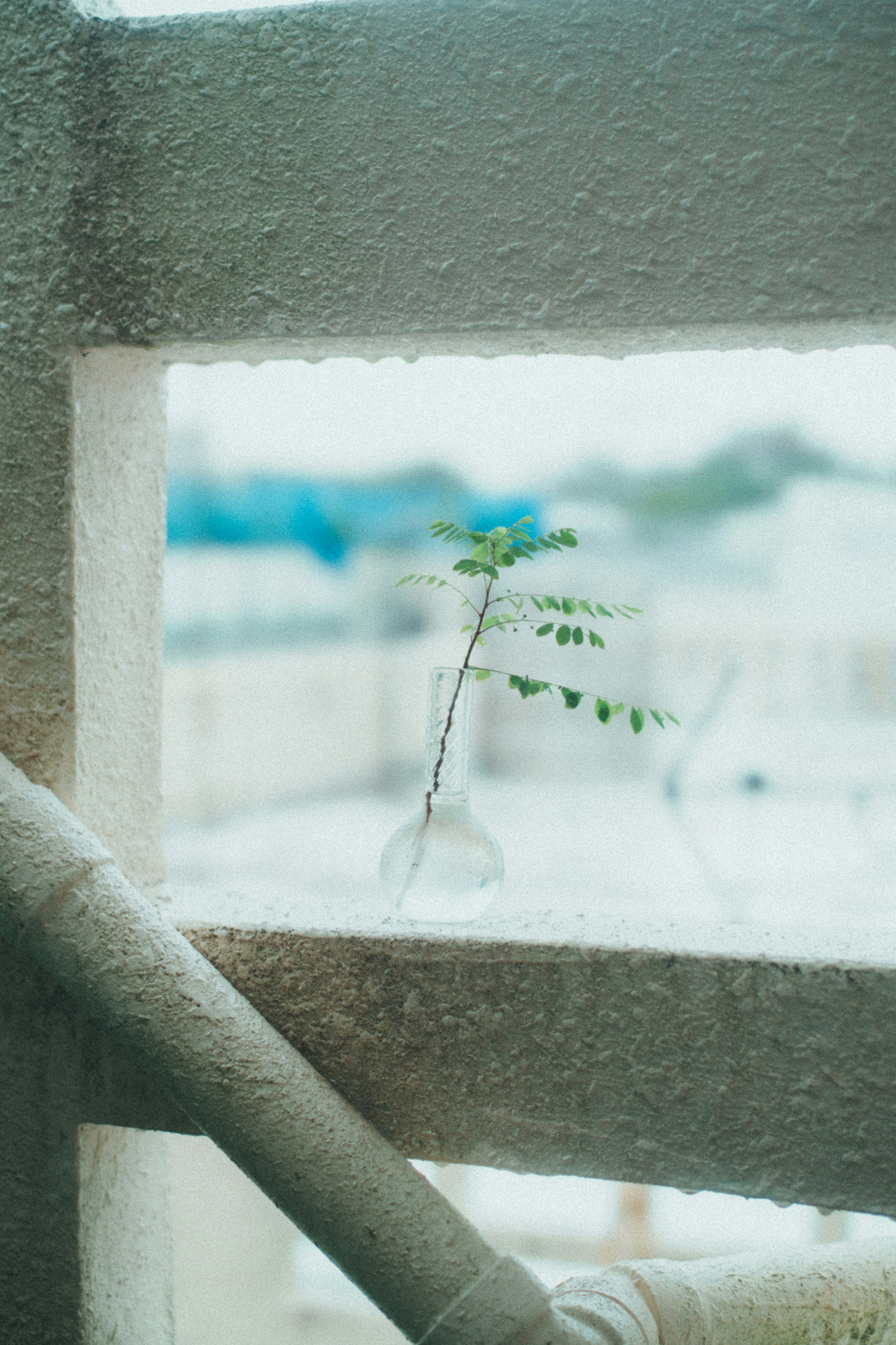 Small green plant seen through balcony railing