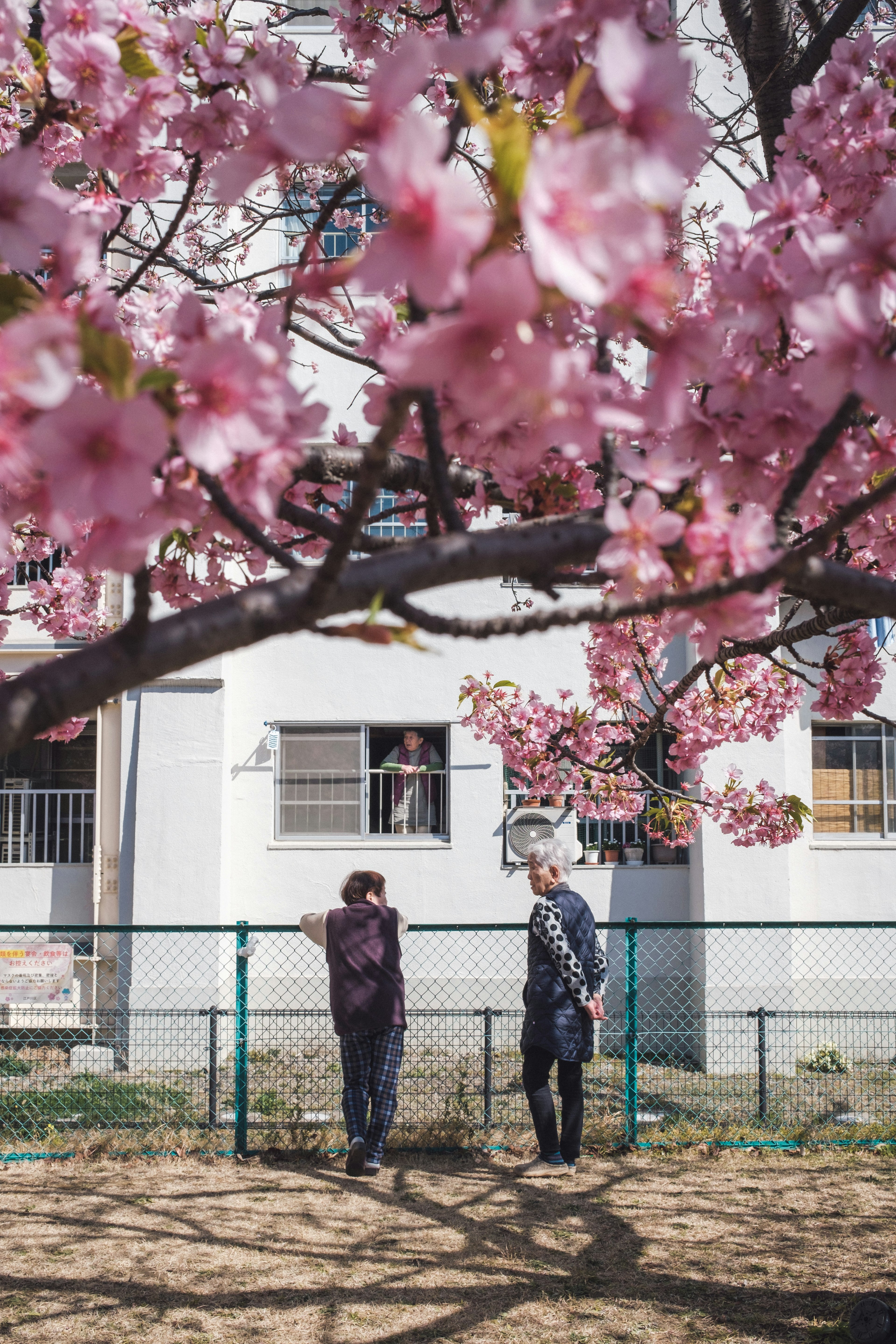 Deux personnes parlant sous un cerisier en fleurs