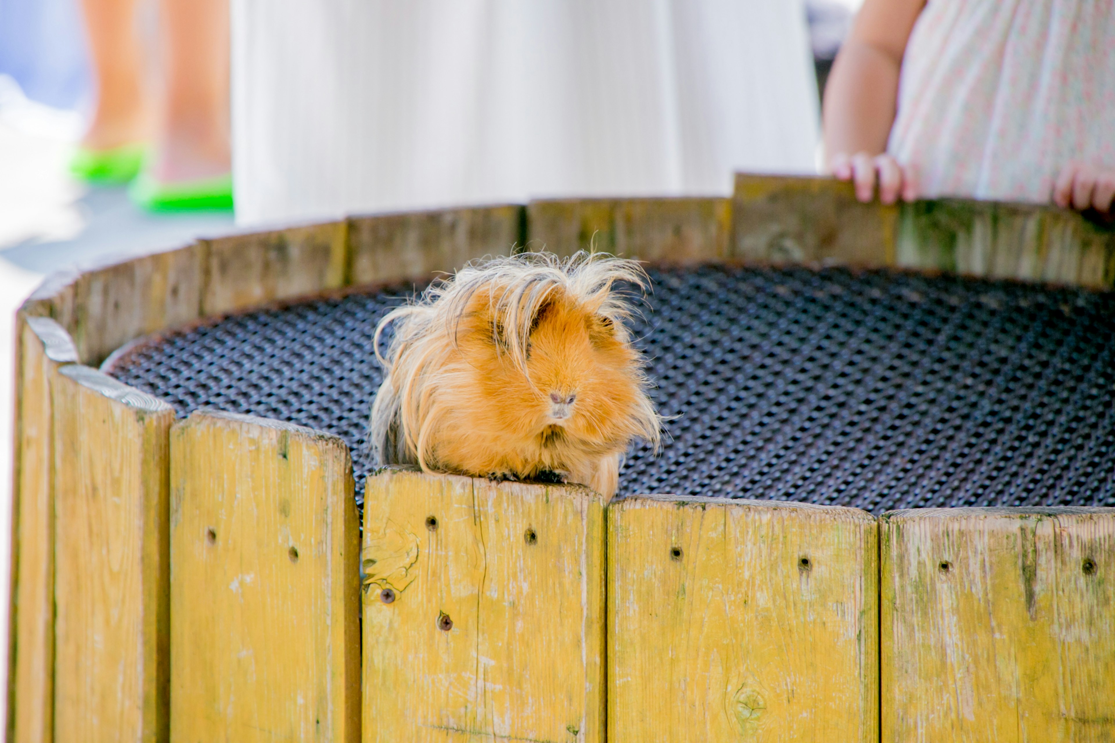 Golden guinea pig on a wooden enclosure