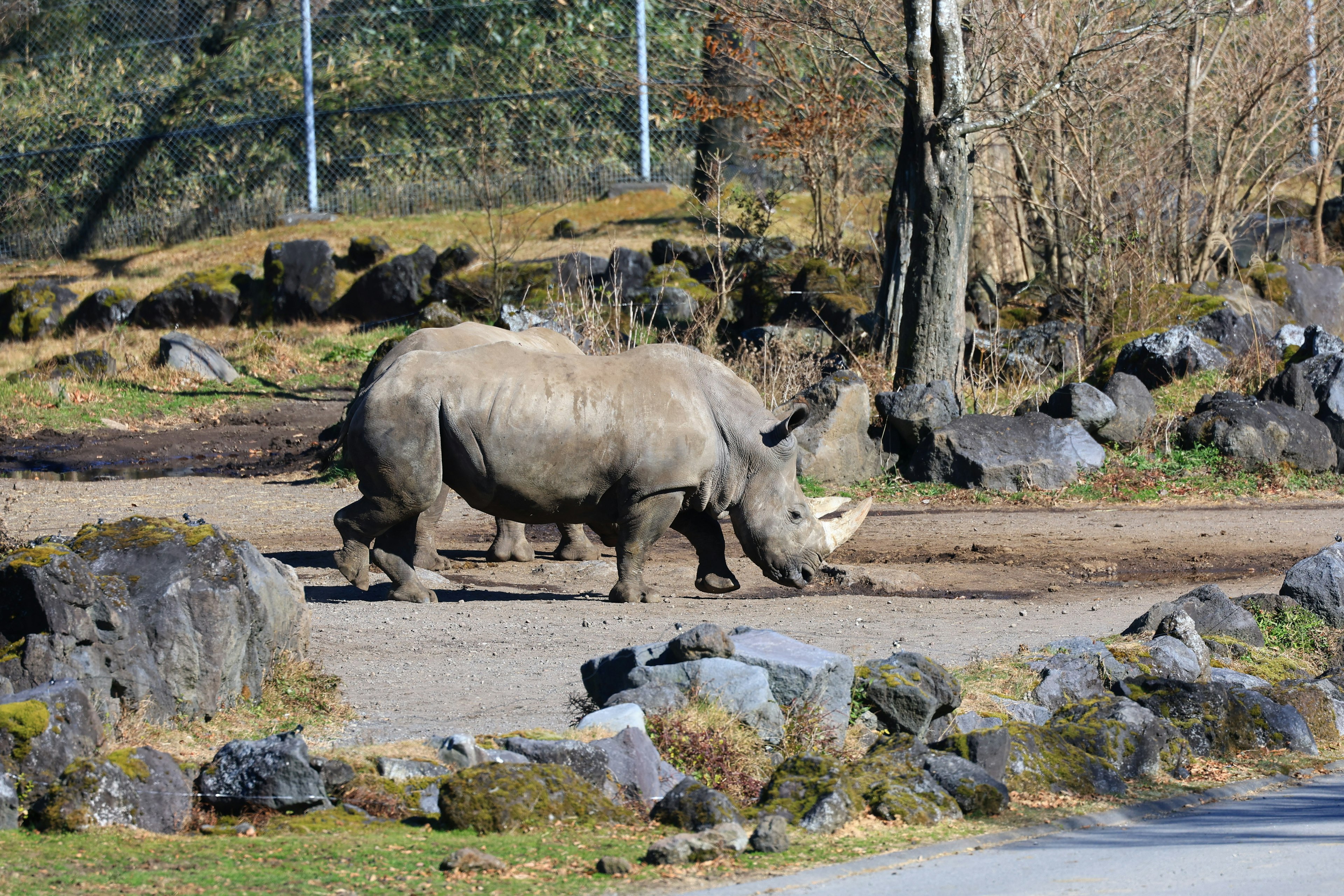 Nashorn, das in der Nähe von felsigem Gelände läuft