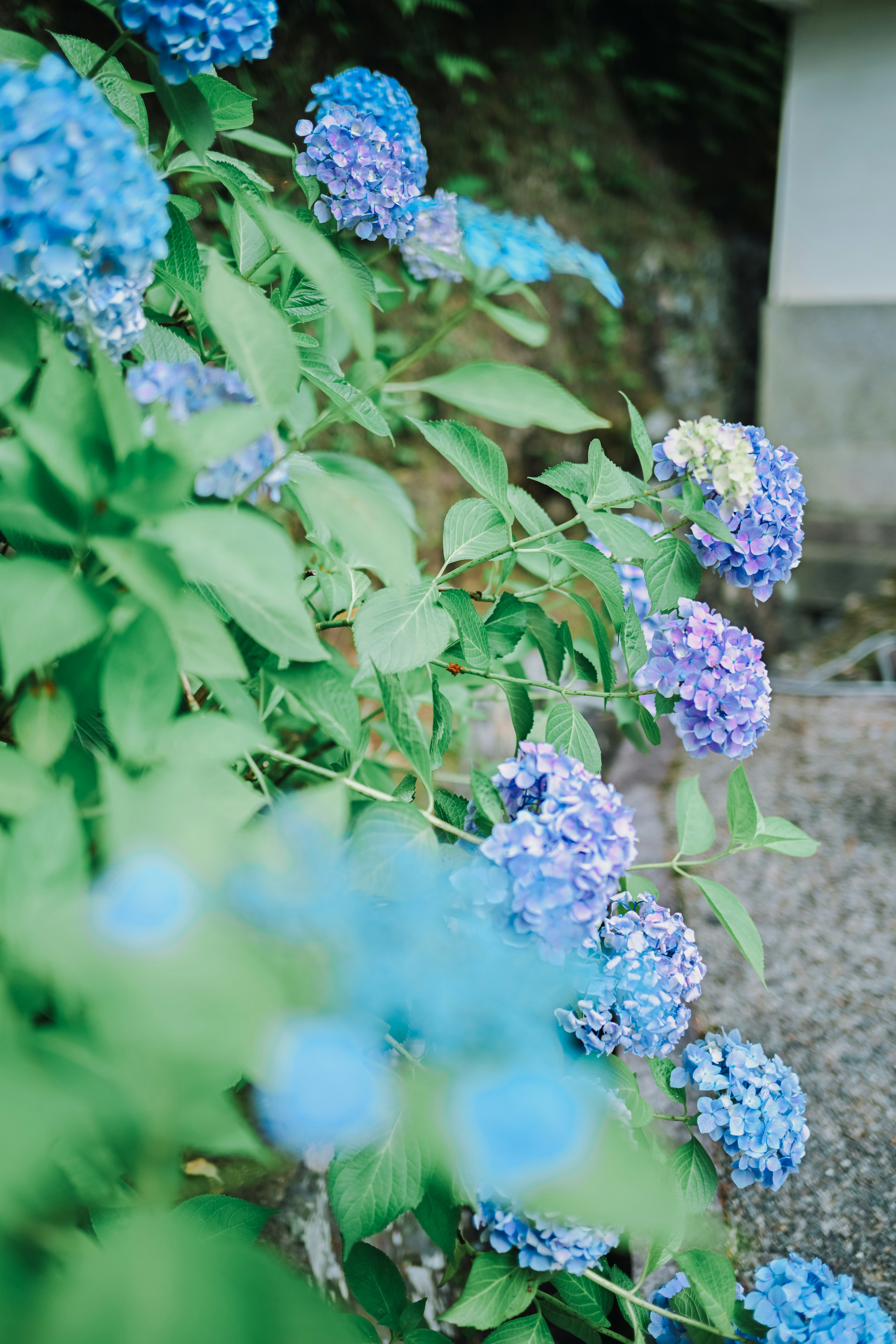 Gartenszene mit blauen Hortensienblüten und grünen Blättern