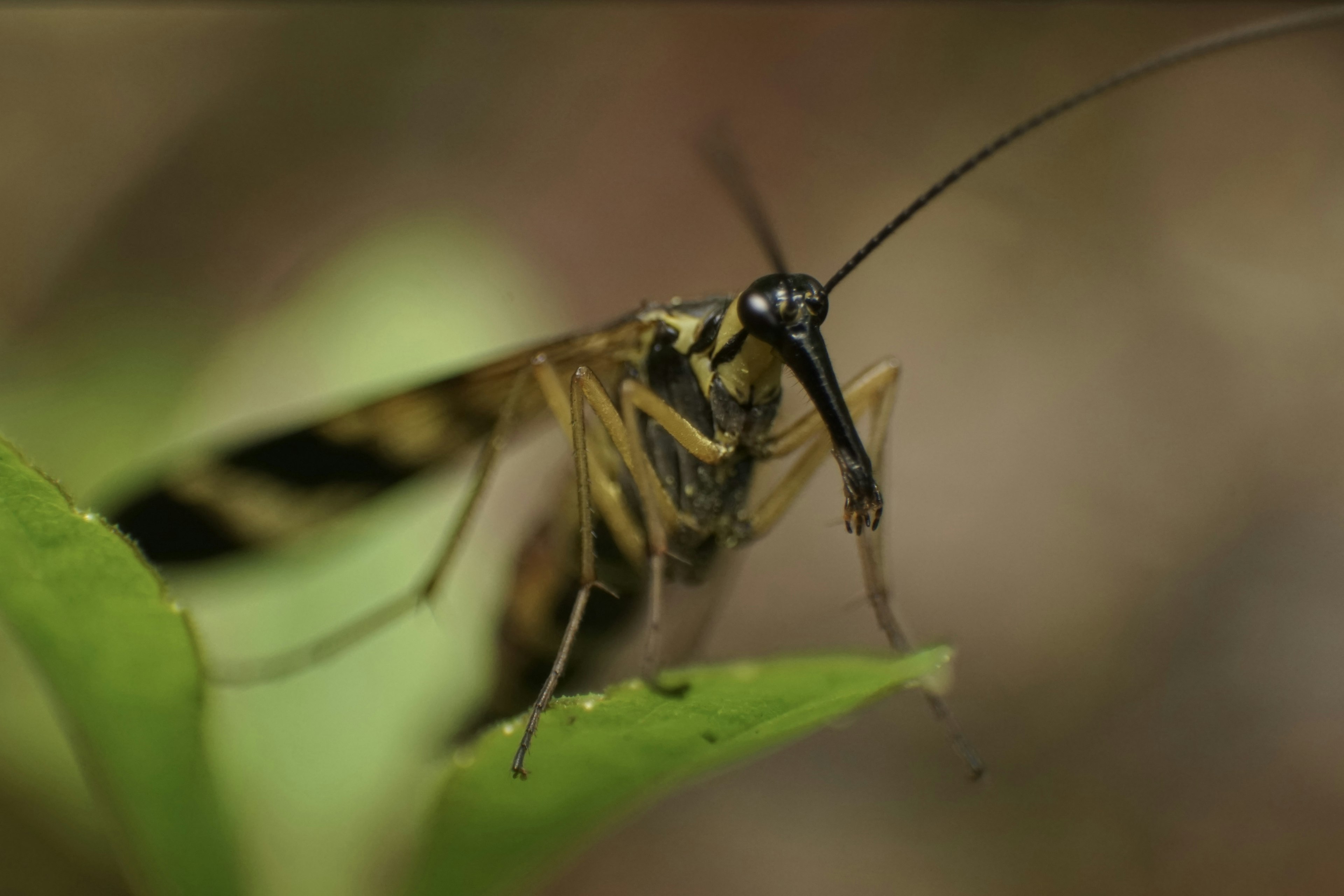 Gambar close-up serangga di atas daun hijau