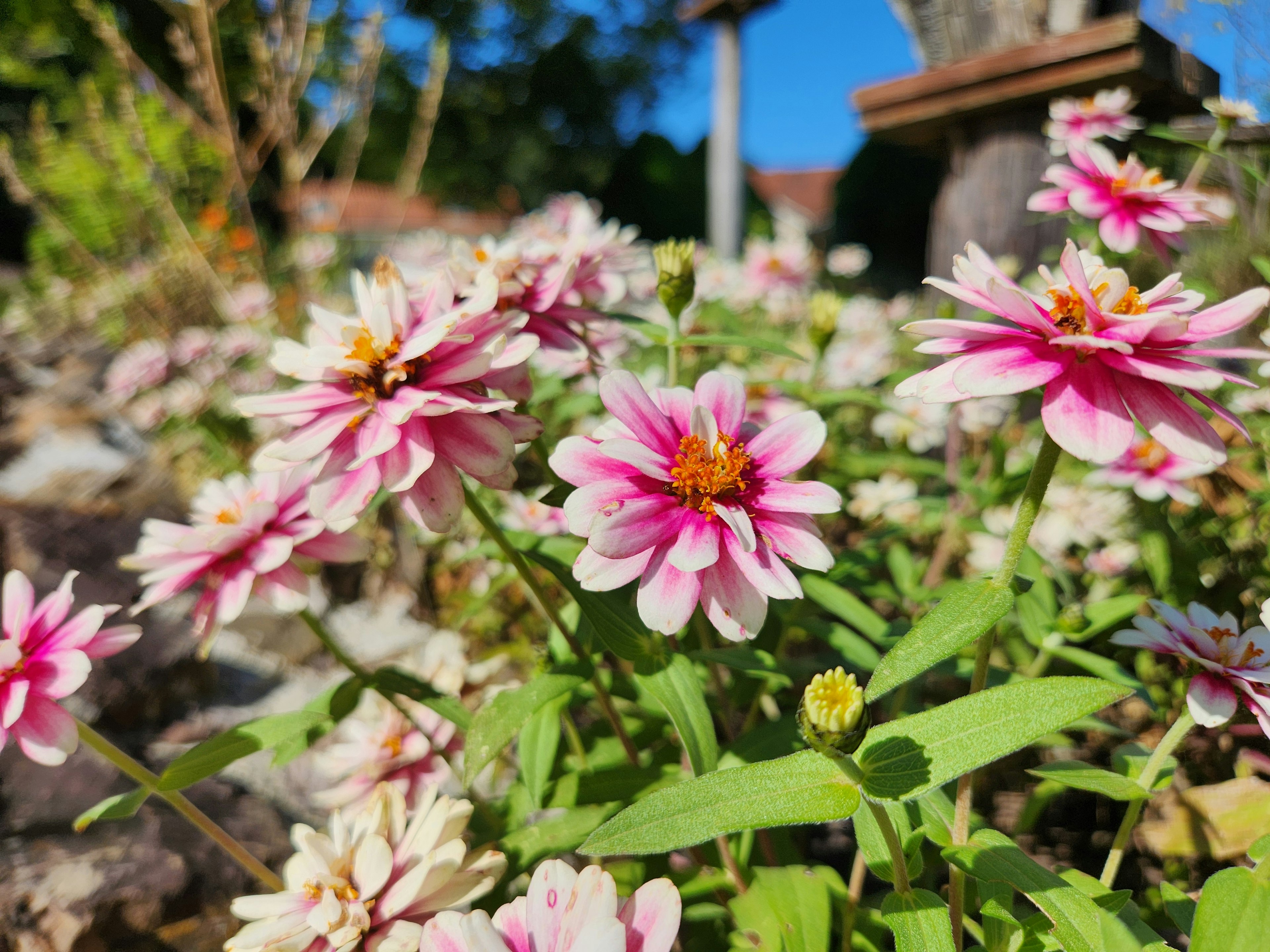 色とりどりの花が咲いている庭の風景