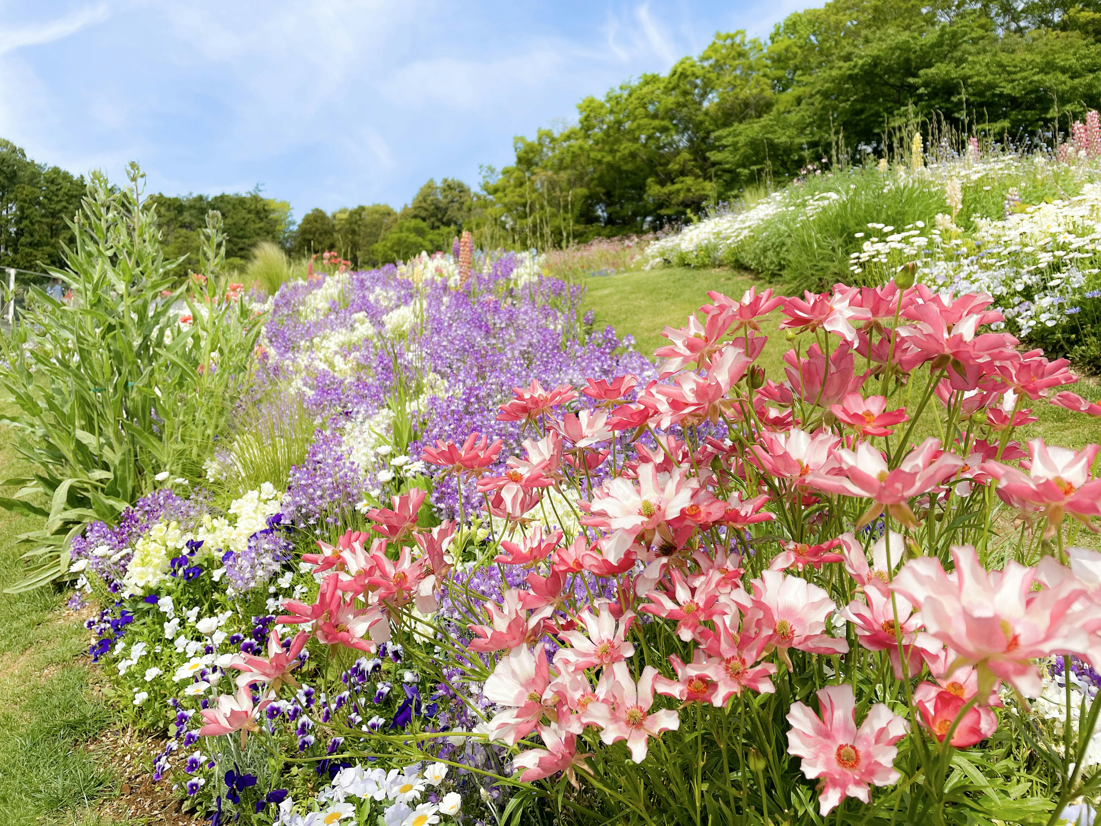 Lebendiger Blumengarten mit rosa und lila Blüten