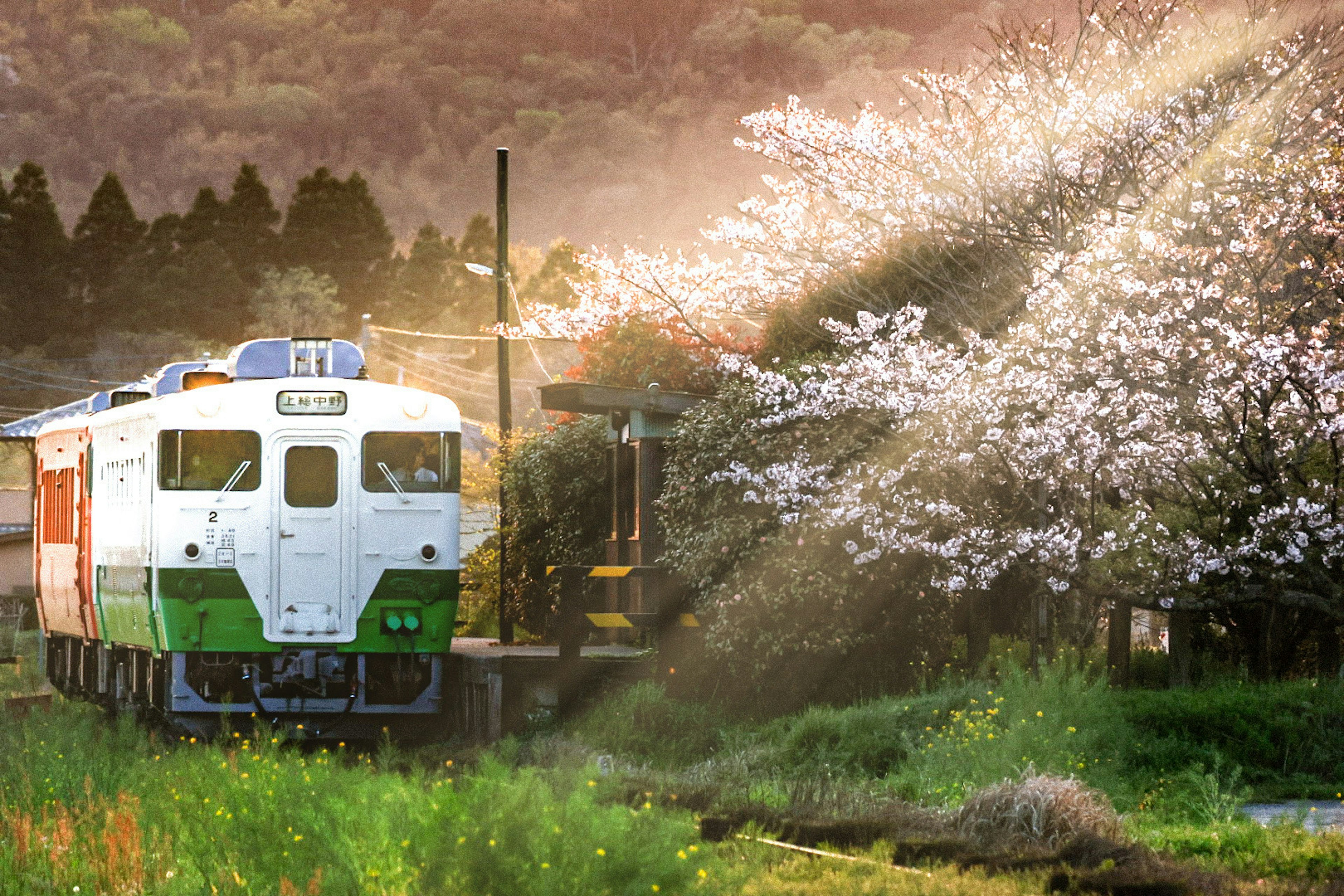 Beautiful countryside scene with a train and cherry blossom trees