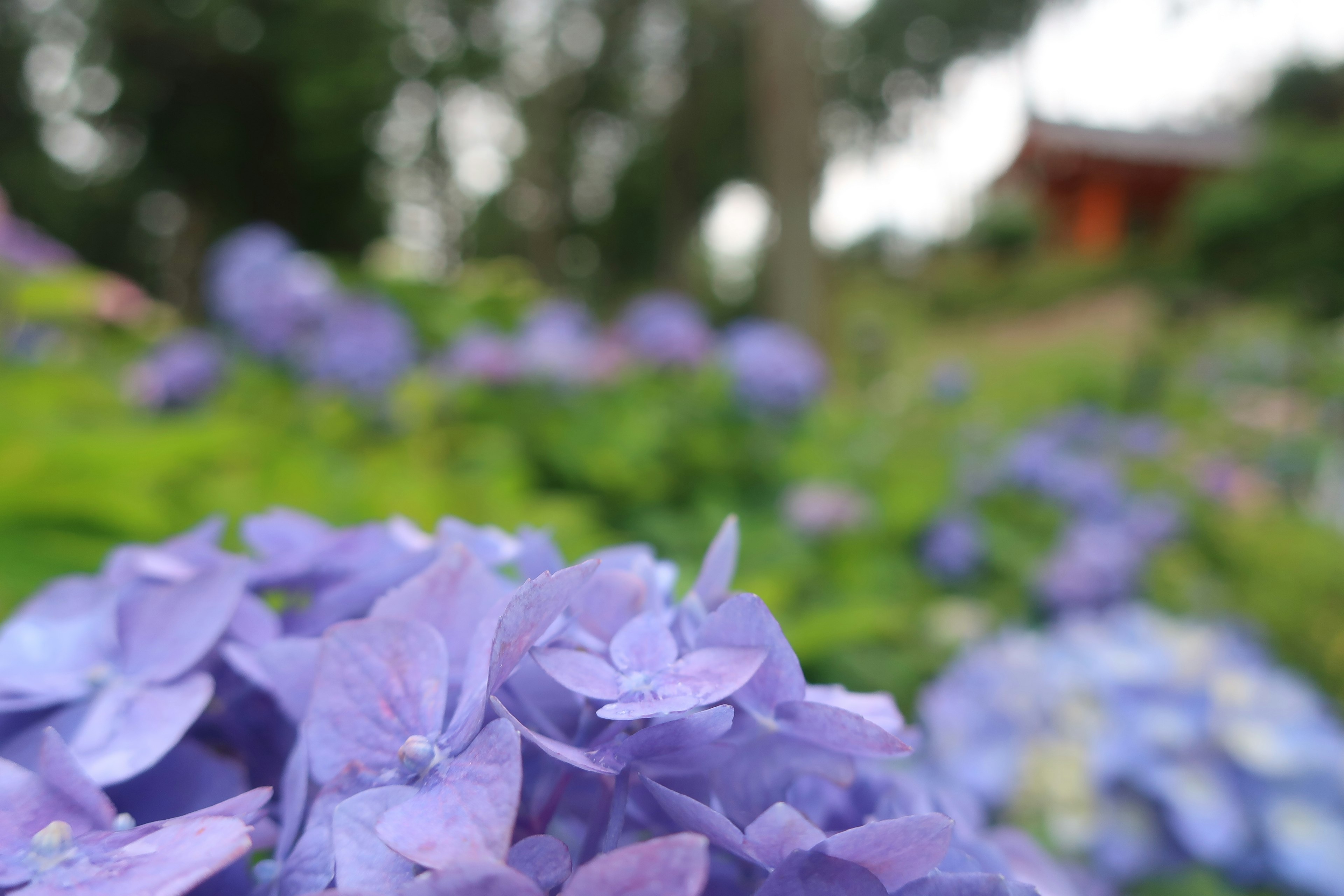 紫色のアジサイの花が咲く庭の風景