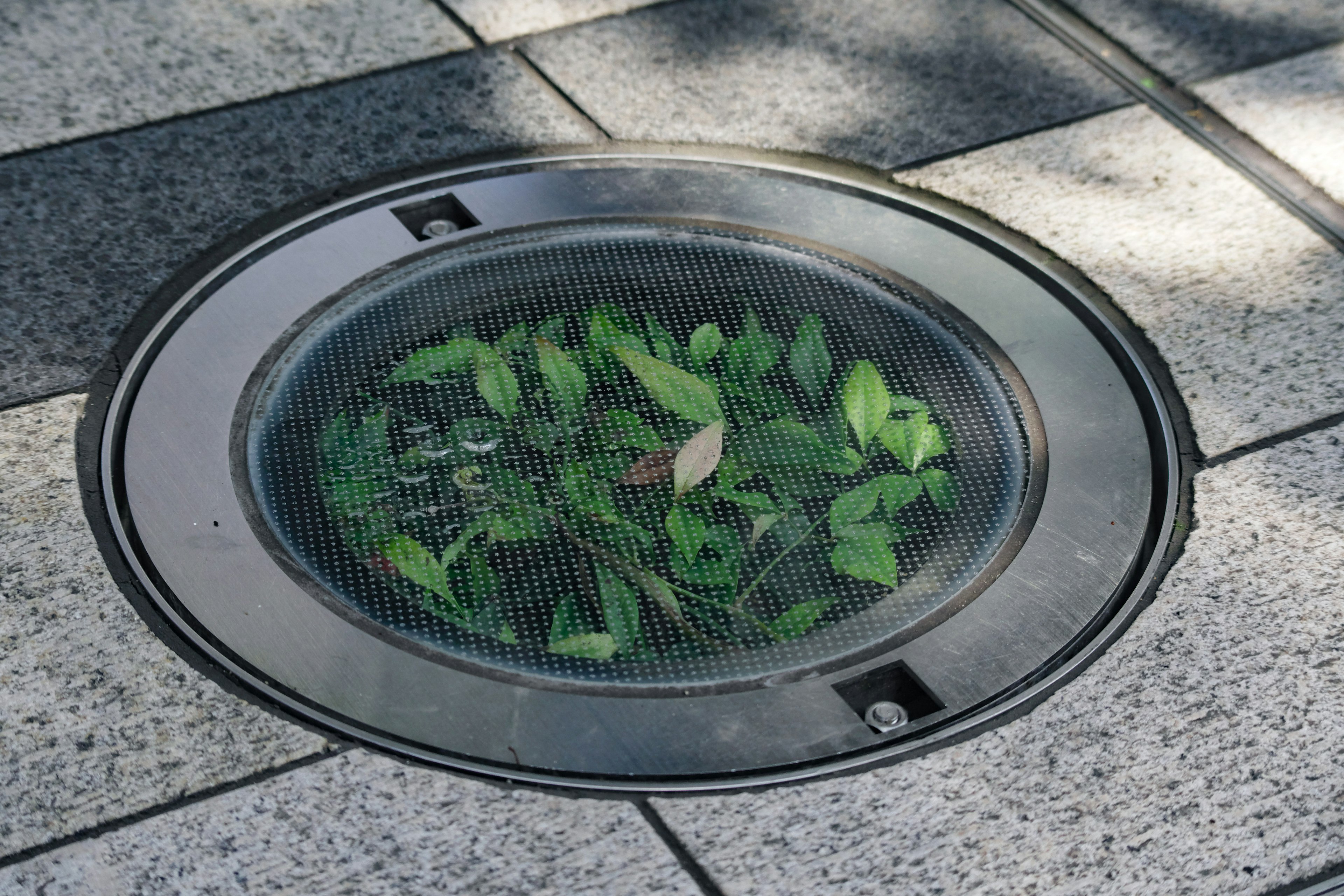 Drain cover with leaves on a paved surface