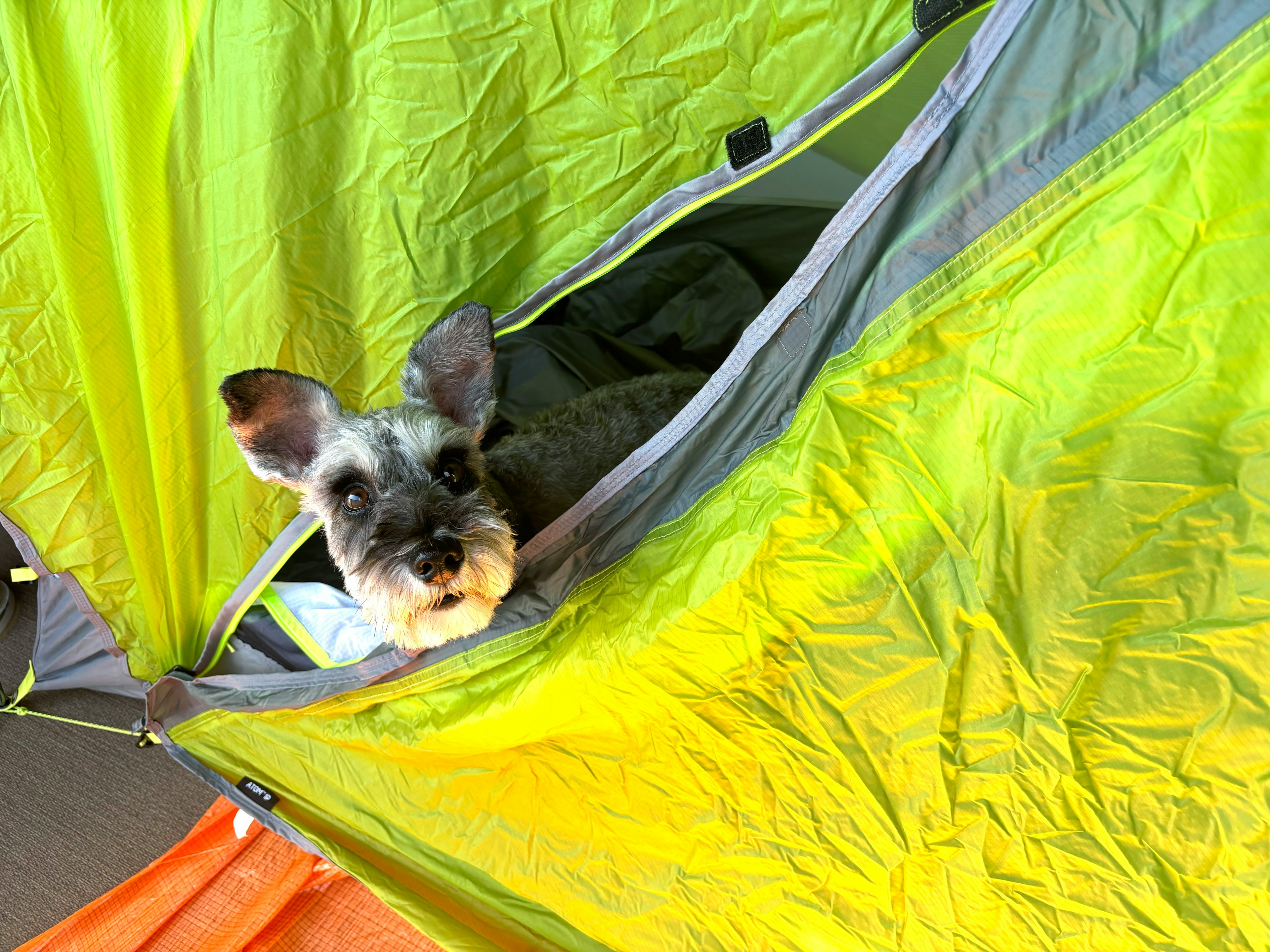 A Schnauzer dog peeking out from a green tent