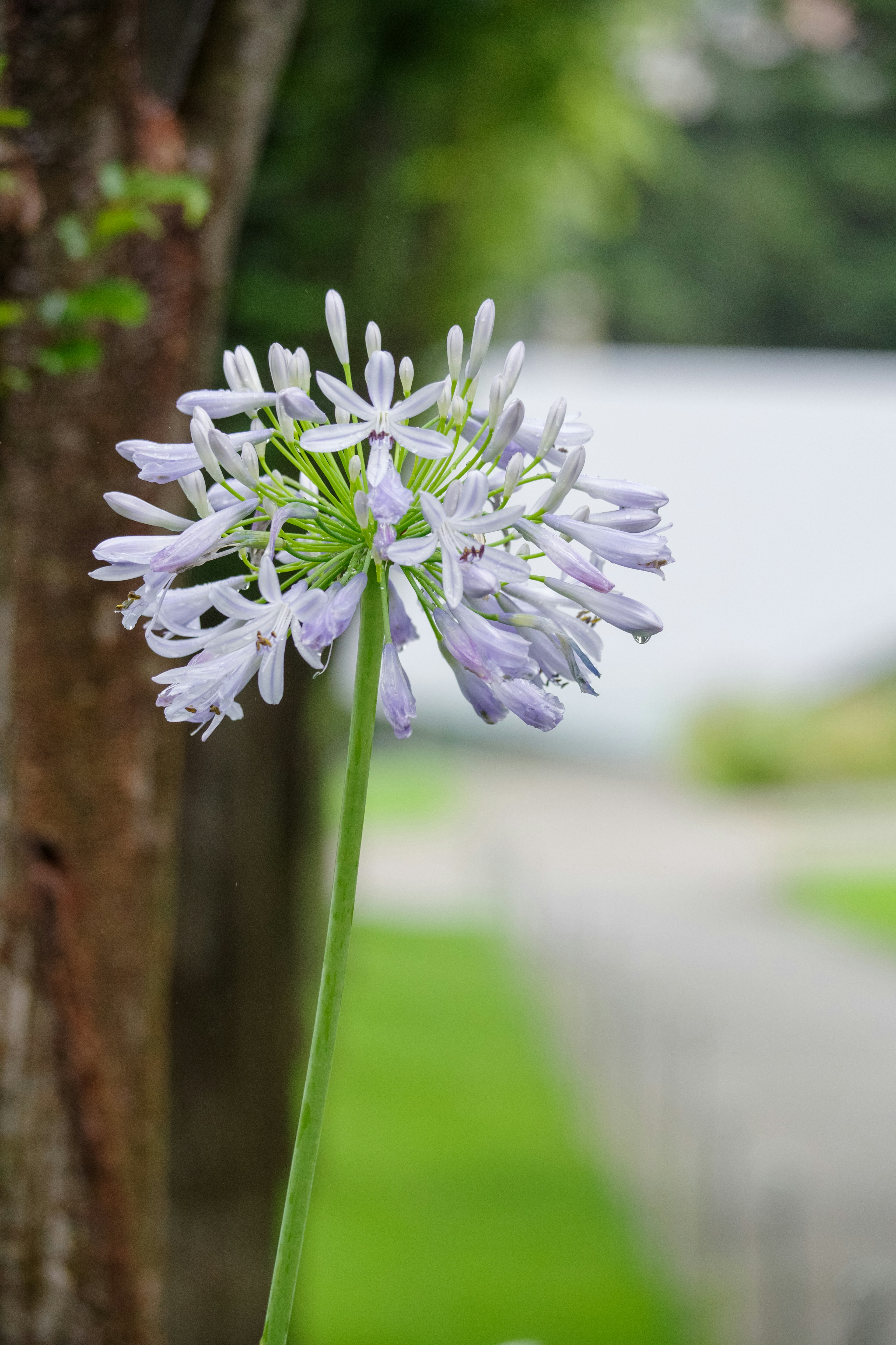 Primer plano de una flor morada con múltiples pétalos contra un fondo verde difuso