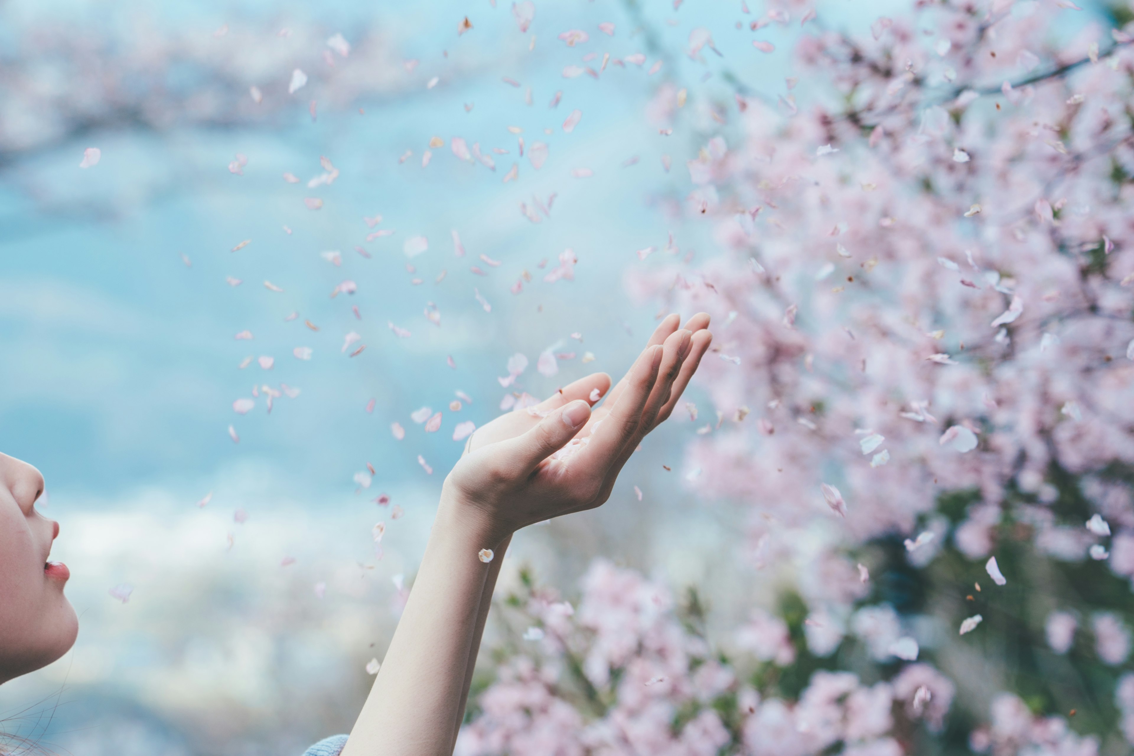 A woman extending her hand amidst falling cherry blossom petals