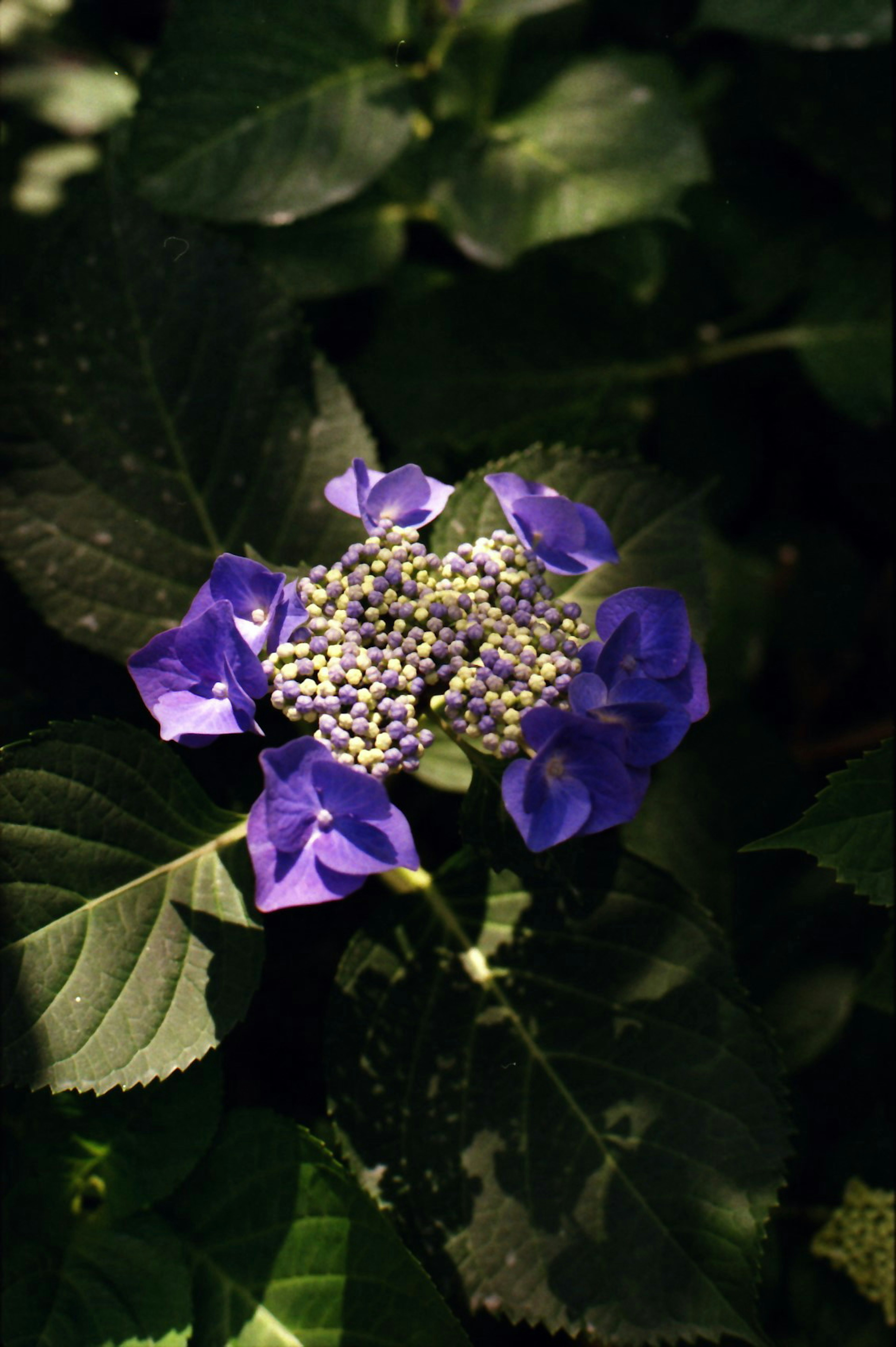 Fiore viola che sboccia tra foglie verdi