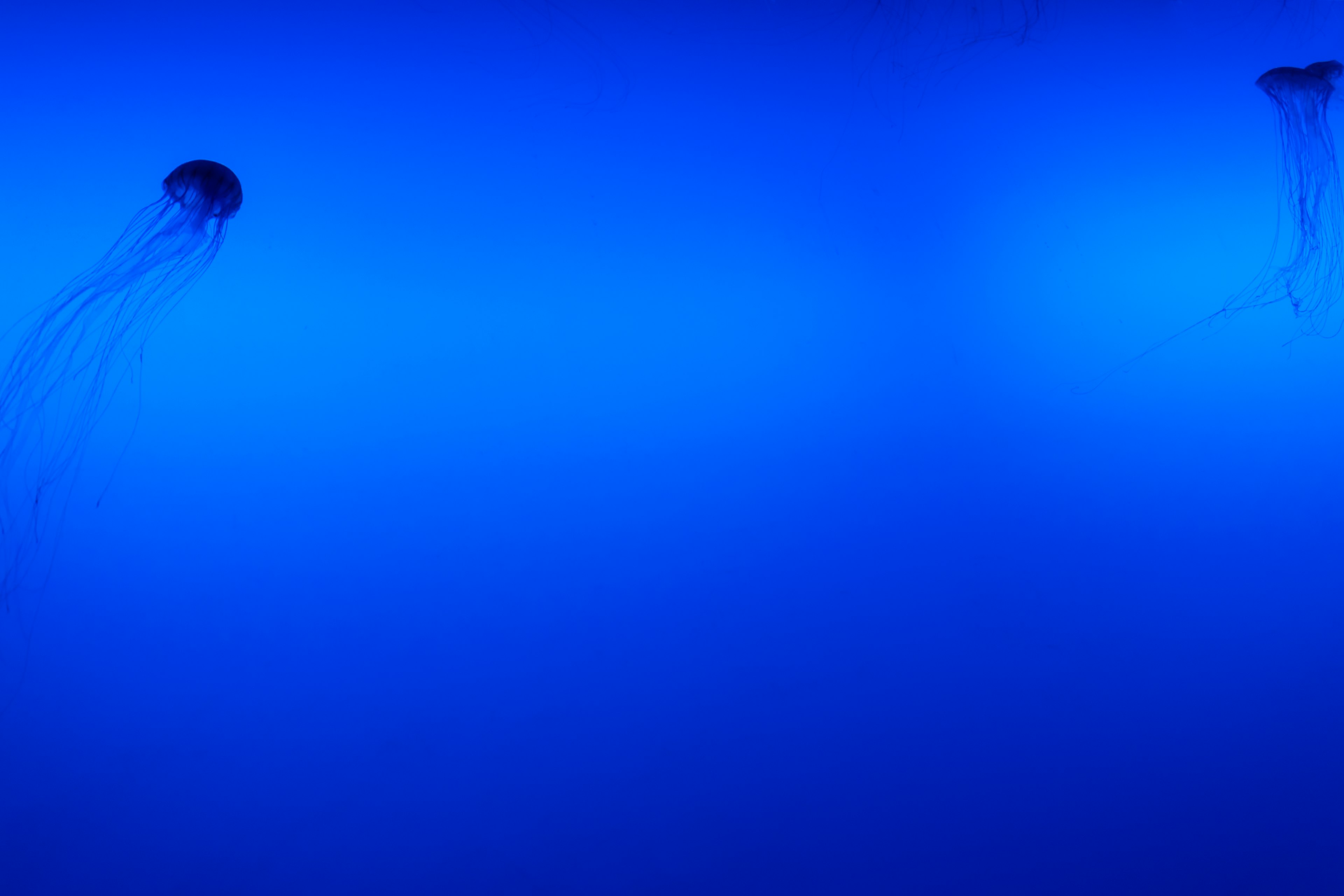 Two jellyfish silhouettes floating against a blue background