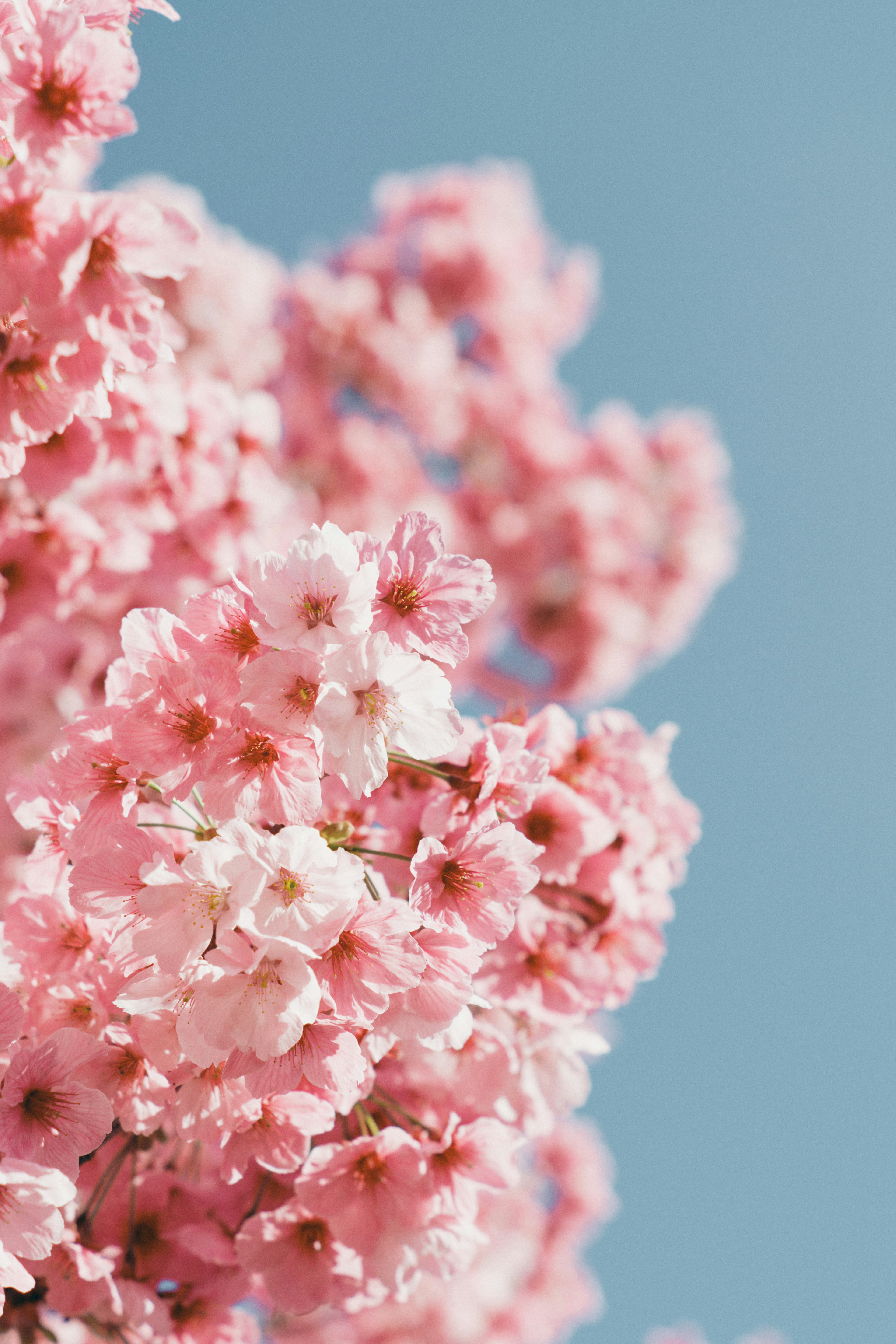 Nahaufnahme von rosa Kirschblüten vor einem blauen Himmel