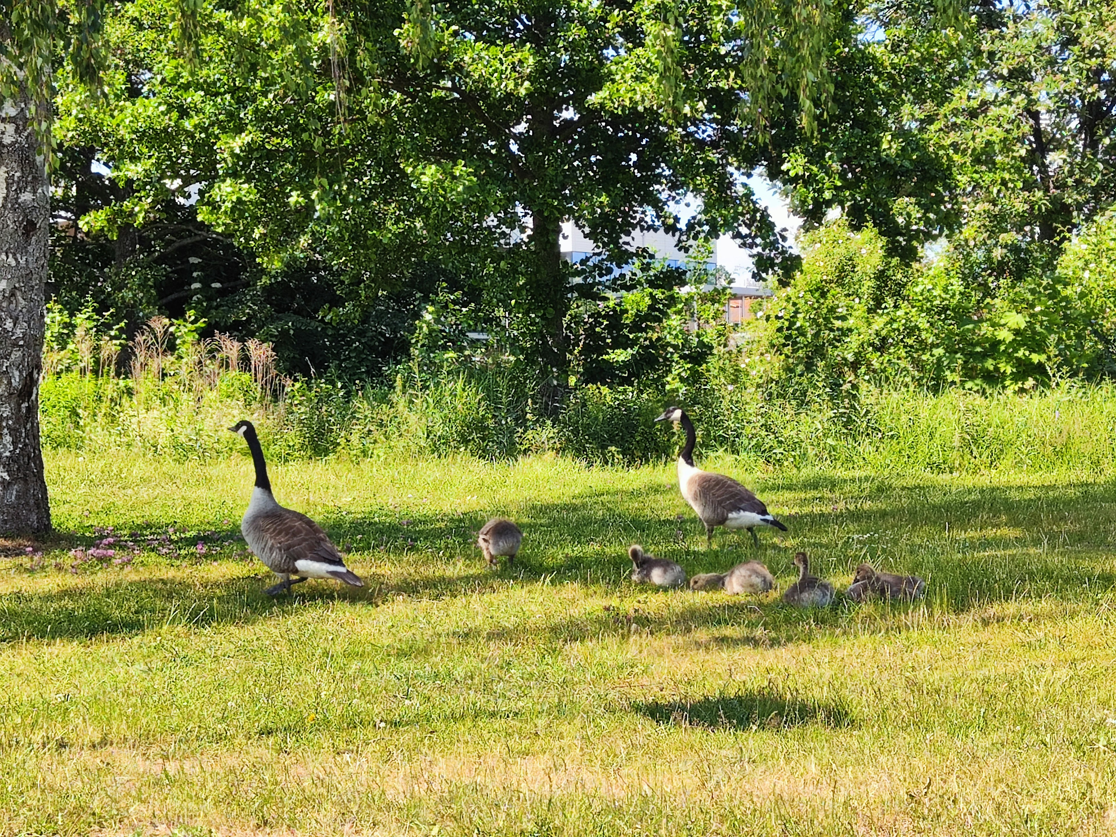 Una famiglia di oche sull'erba in un parco verdeggiante