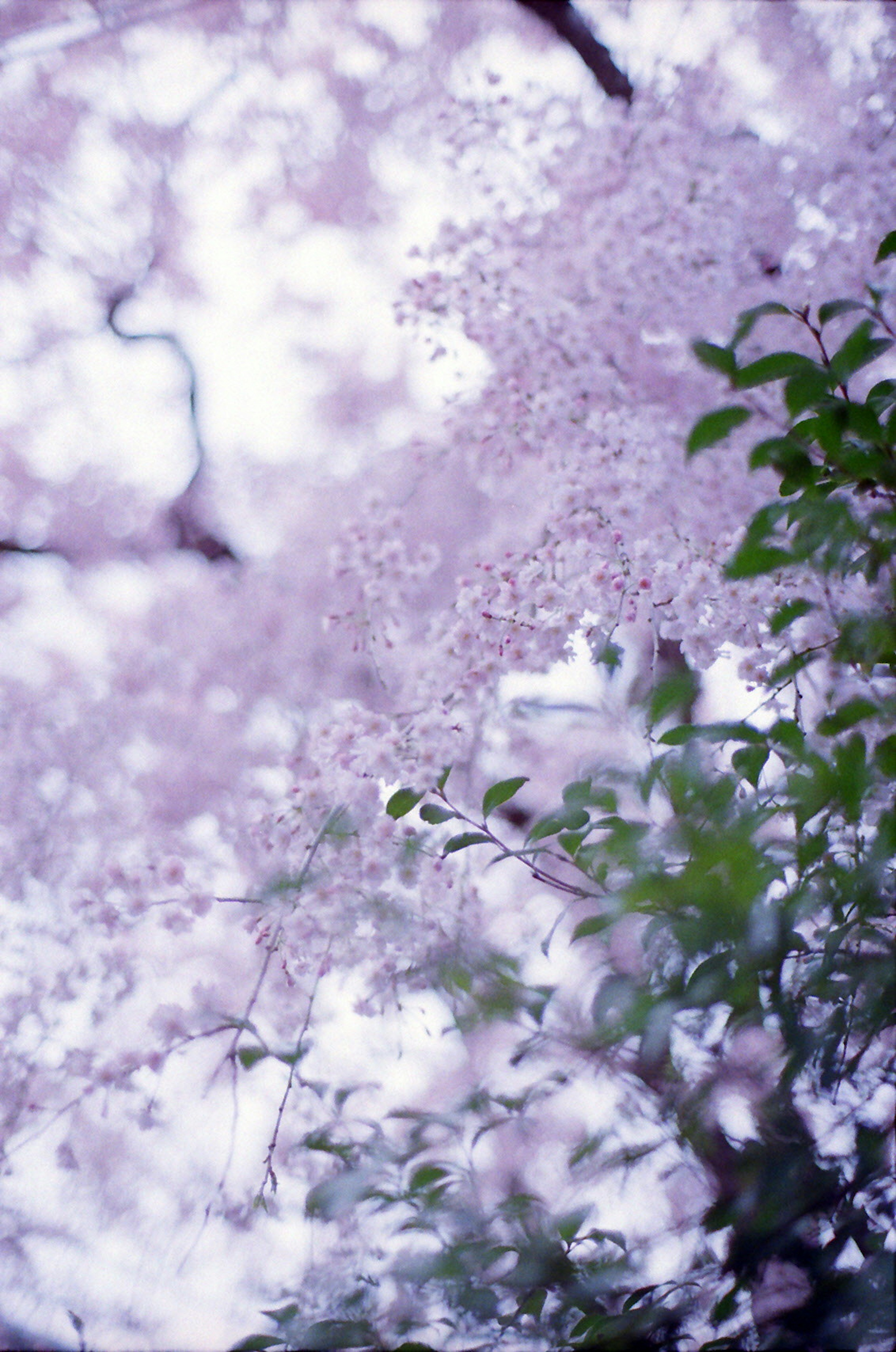 Delicate pink cherry blossoms and green leaves in a spring scene