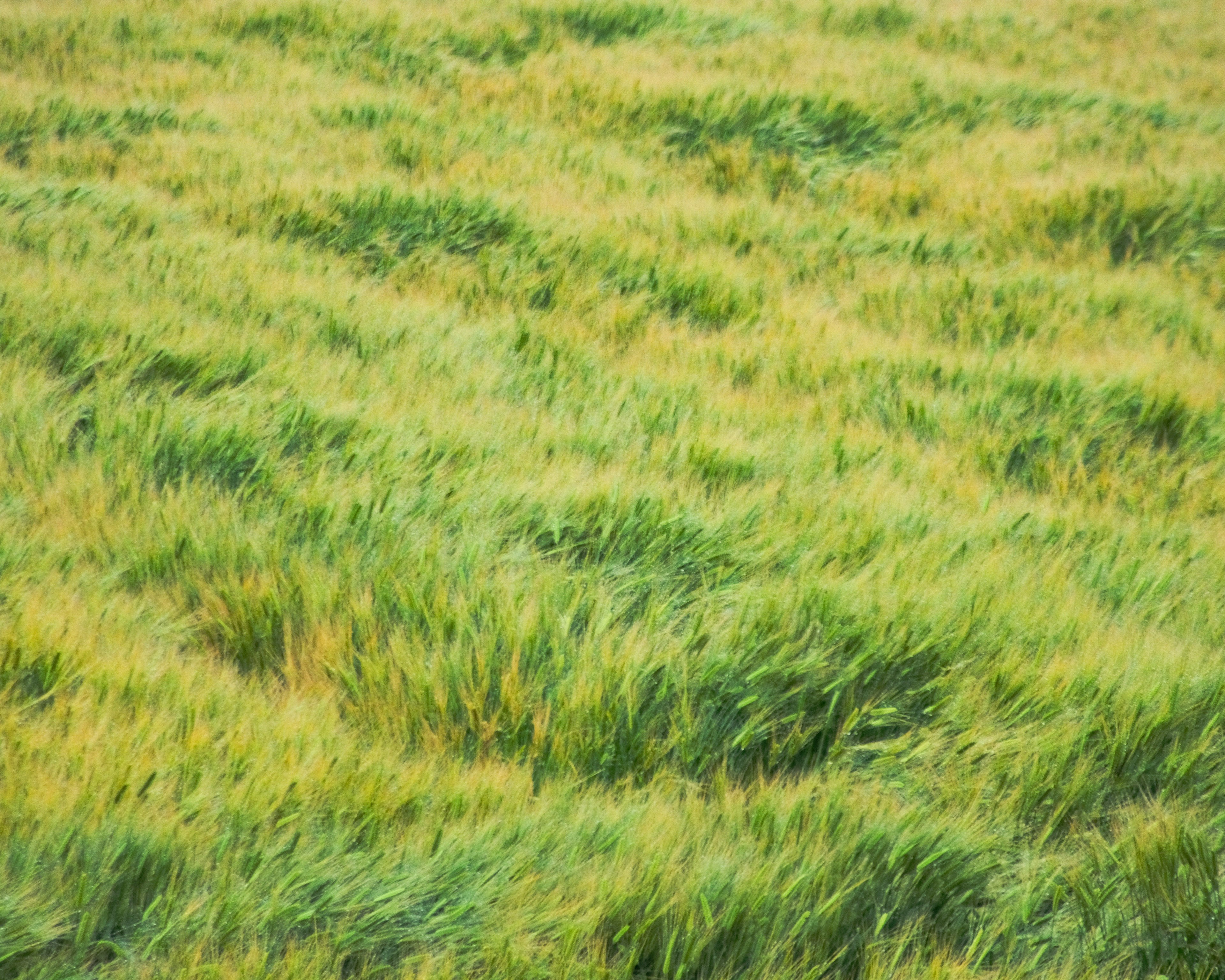 A landscape of green and yellow grass swaying in the wind