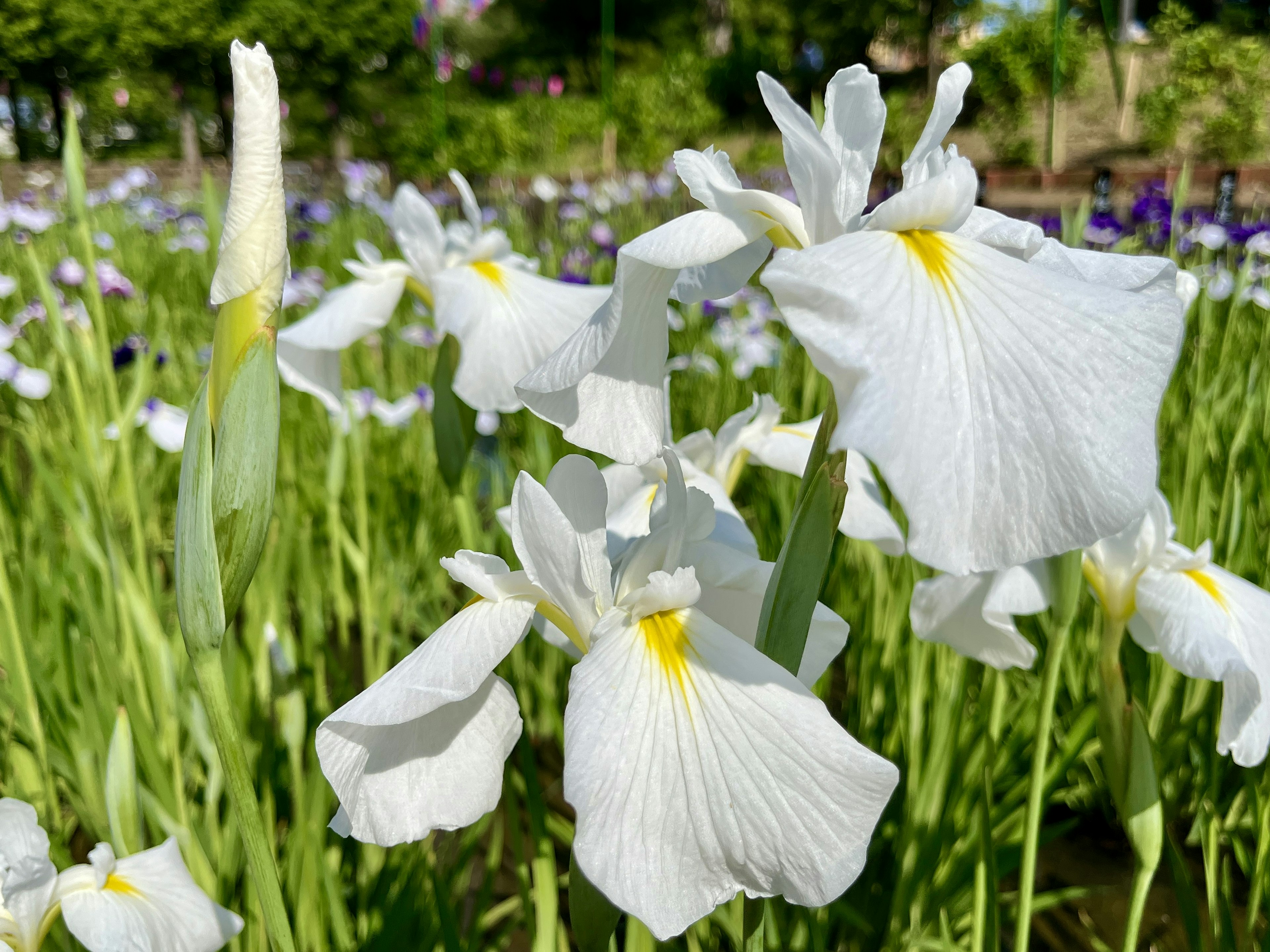 白い花が咲くアイリスの群生と緑の葉