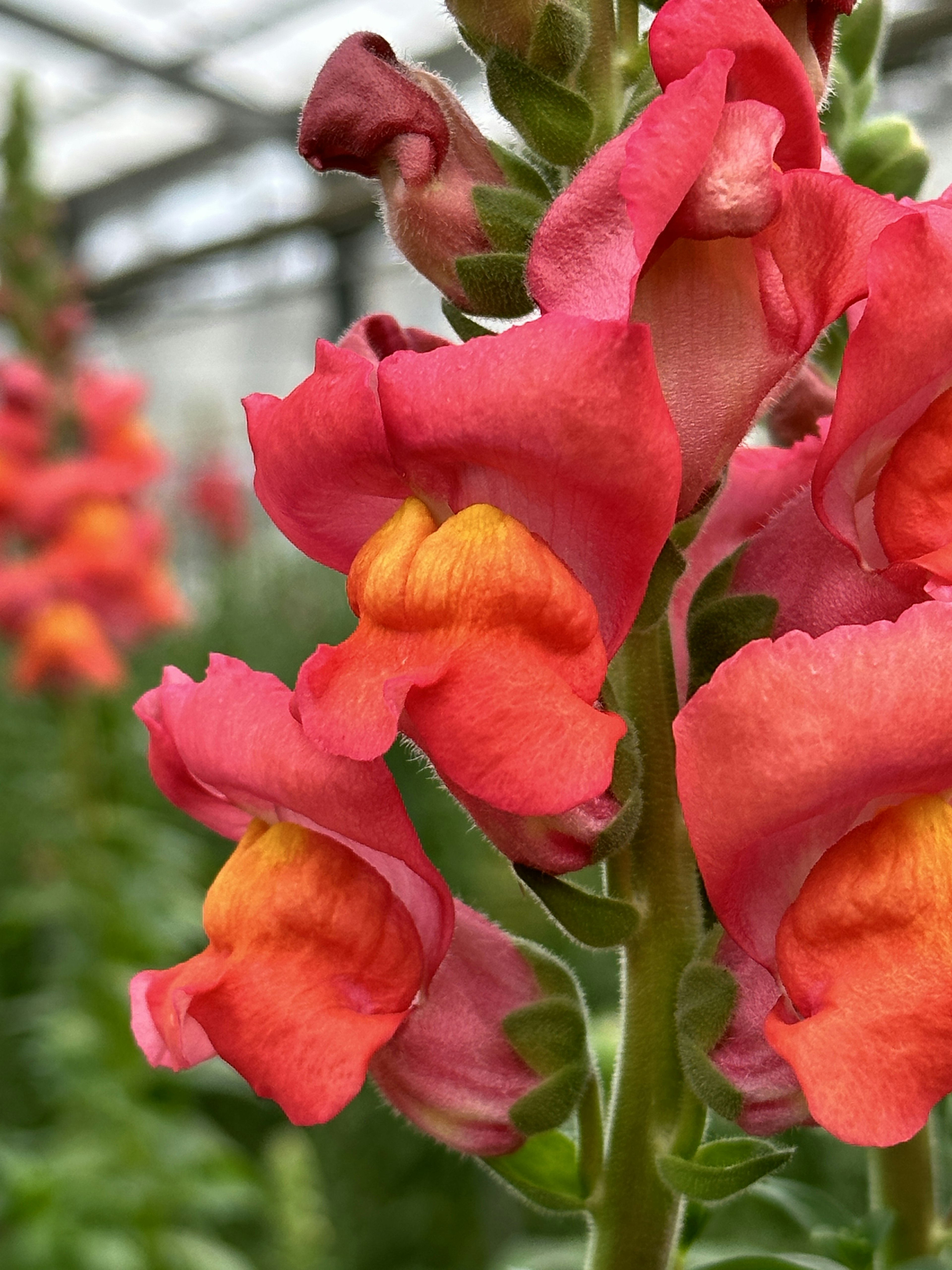 Close-up of snapdragon flowers with vibrant red and orange petals