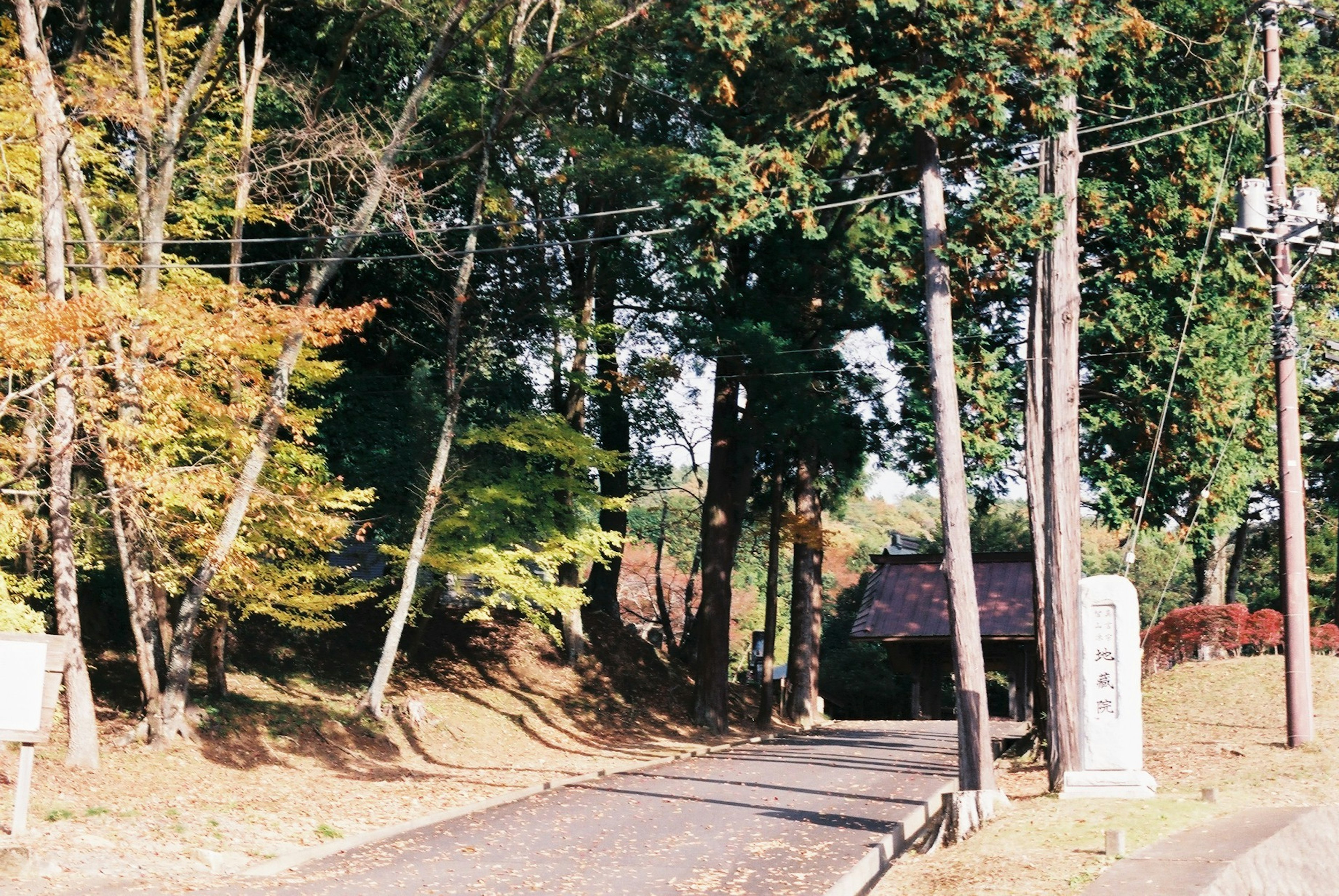 静かな森の小道と電柱が並ぶ風景