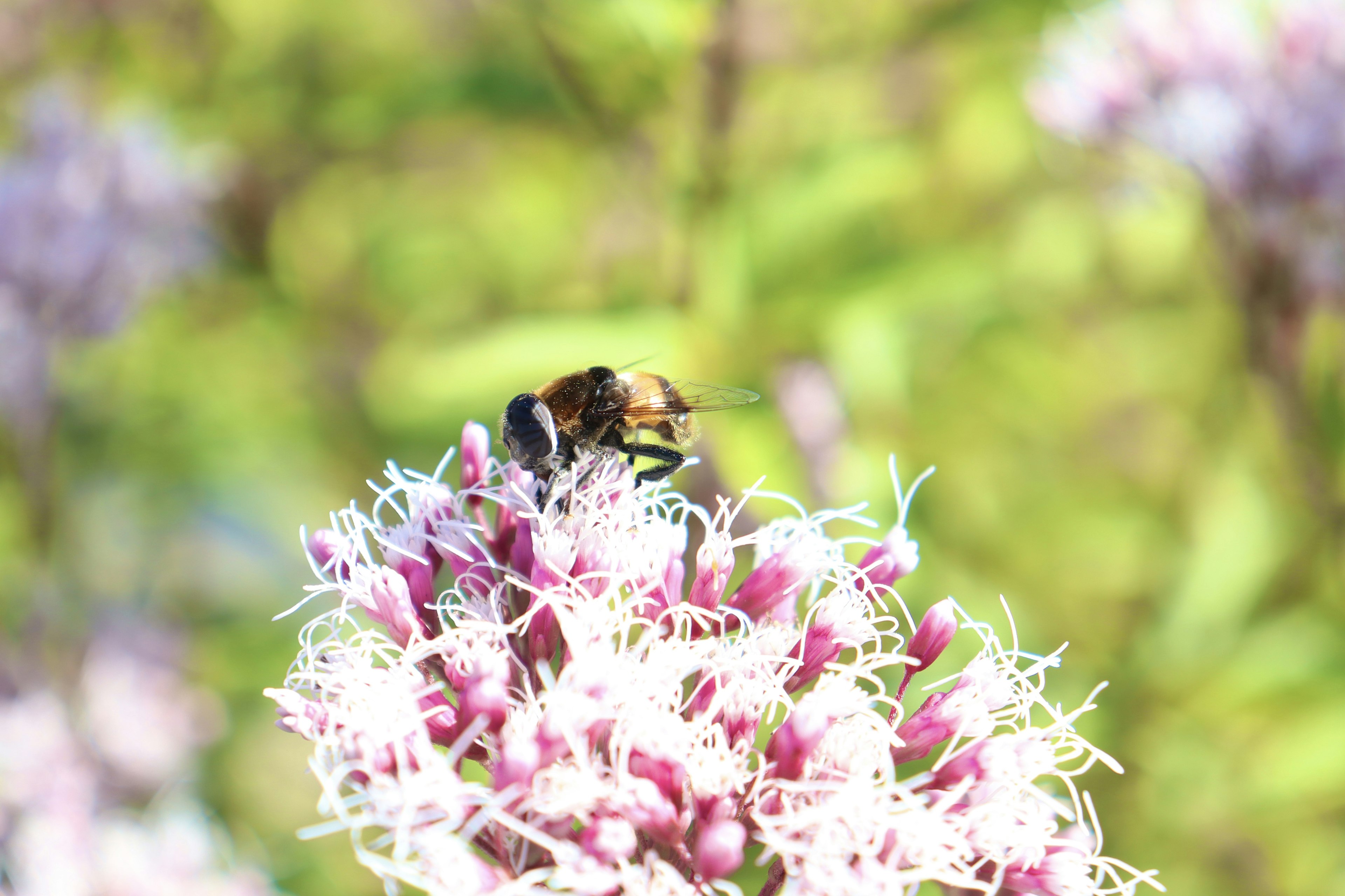 Close-up image of a bee on a flower