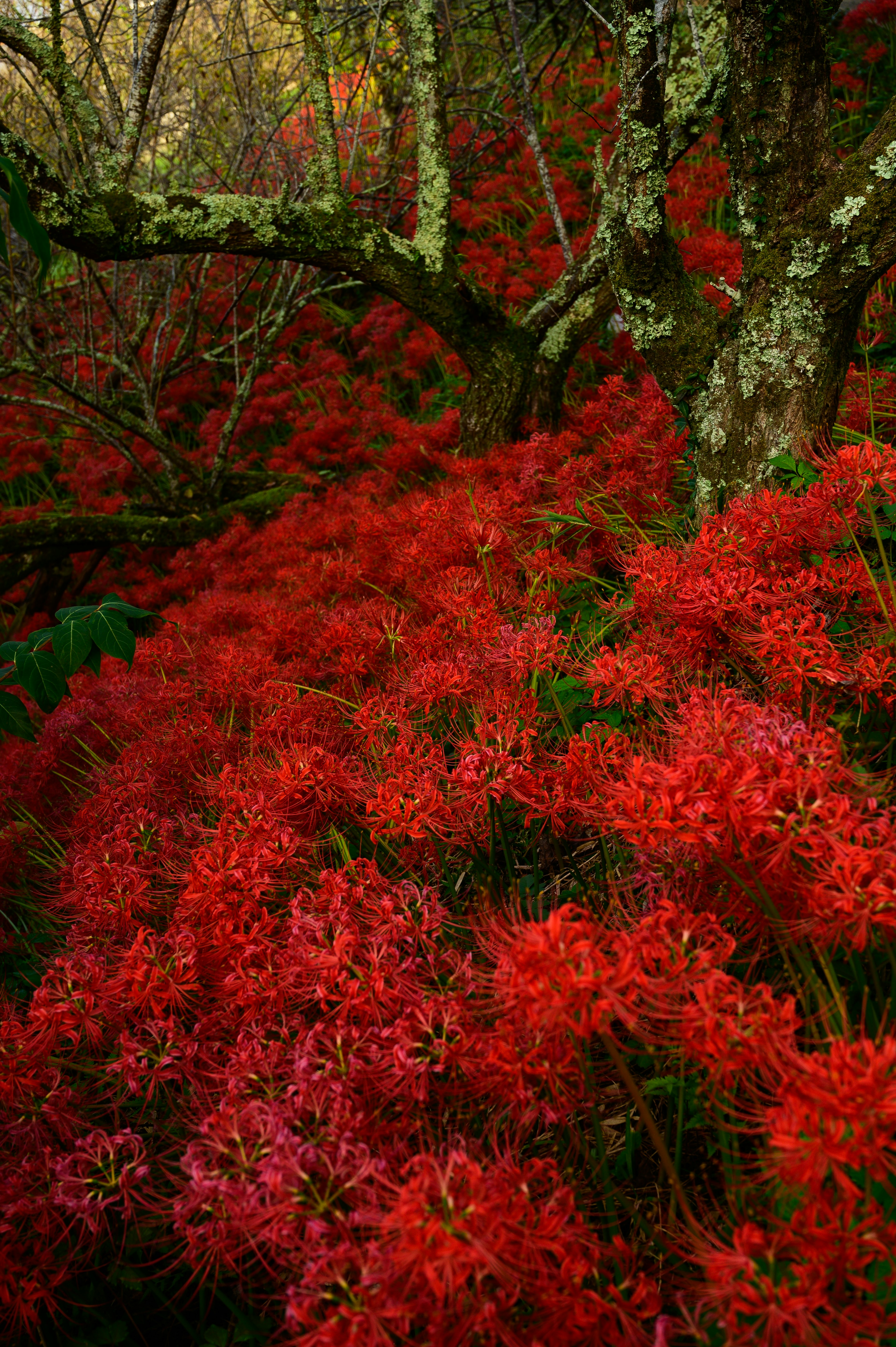 Pemandangan hutan dengan bunga merah cerah