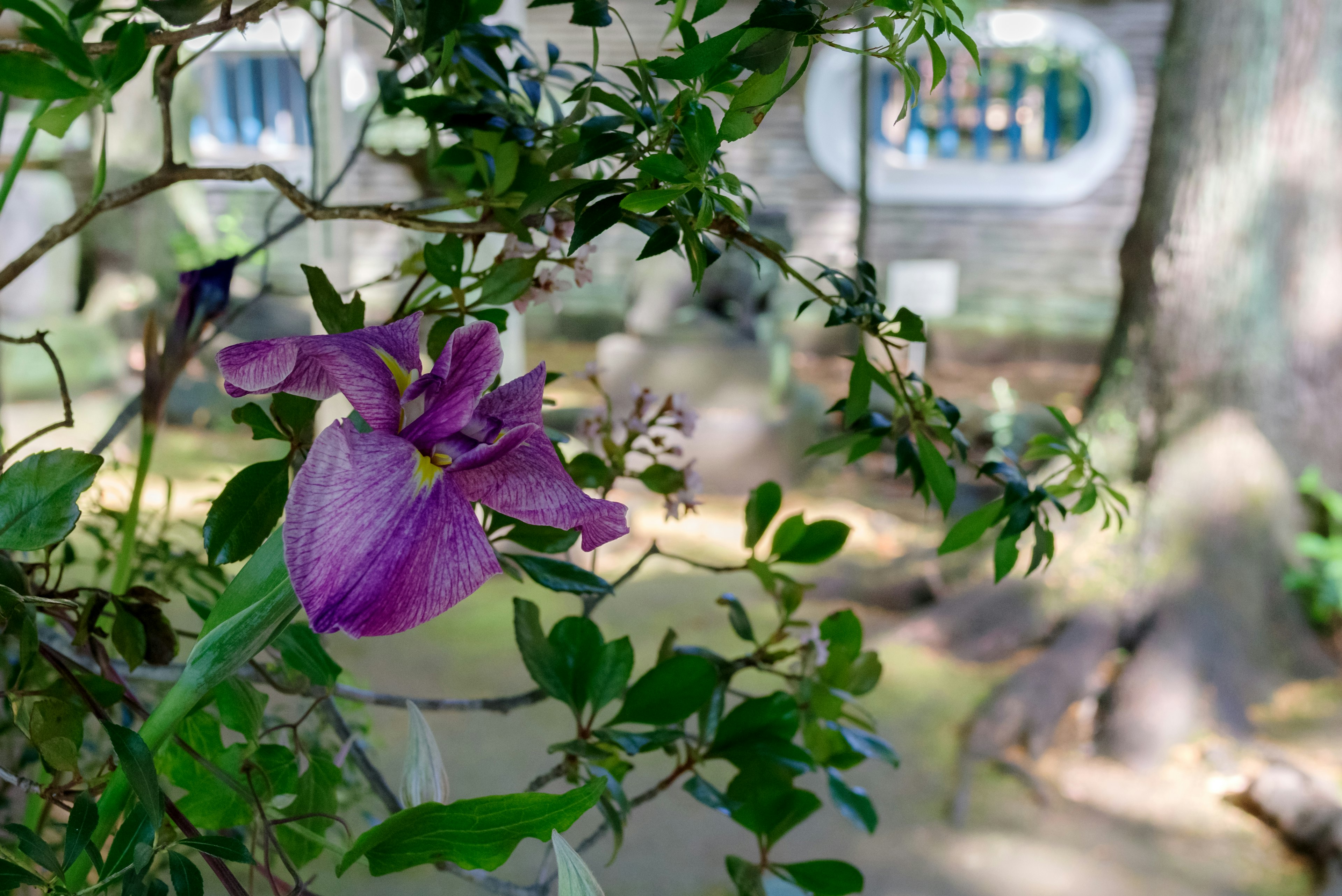 Purple flower visible among green leaves in a garden