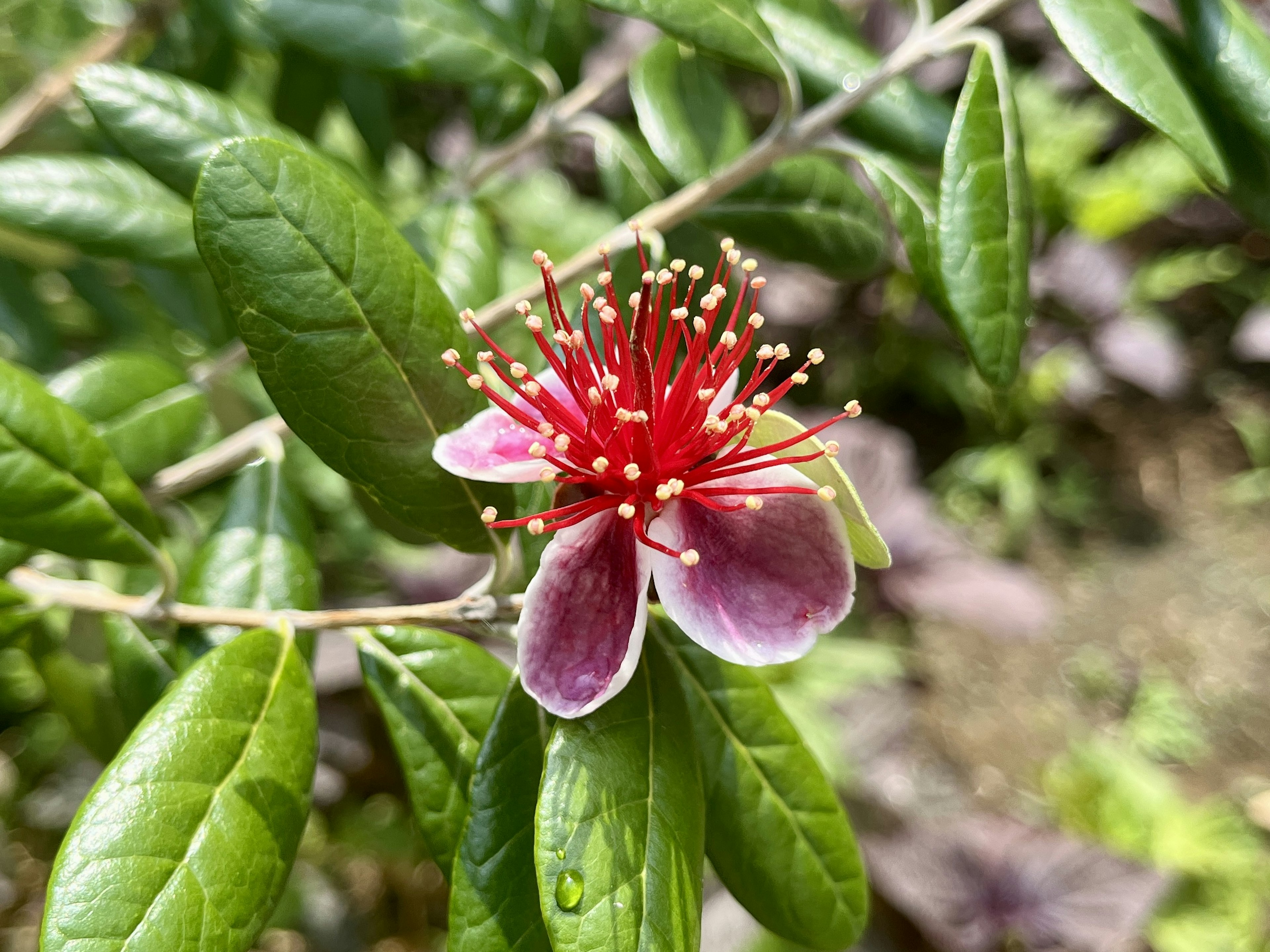 Fleur magnifique avec des étamines rouges et des feuilles vertes