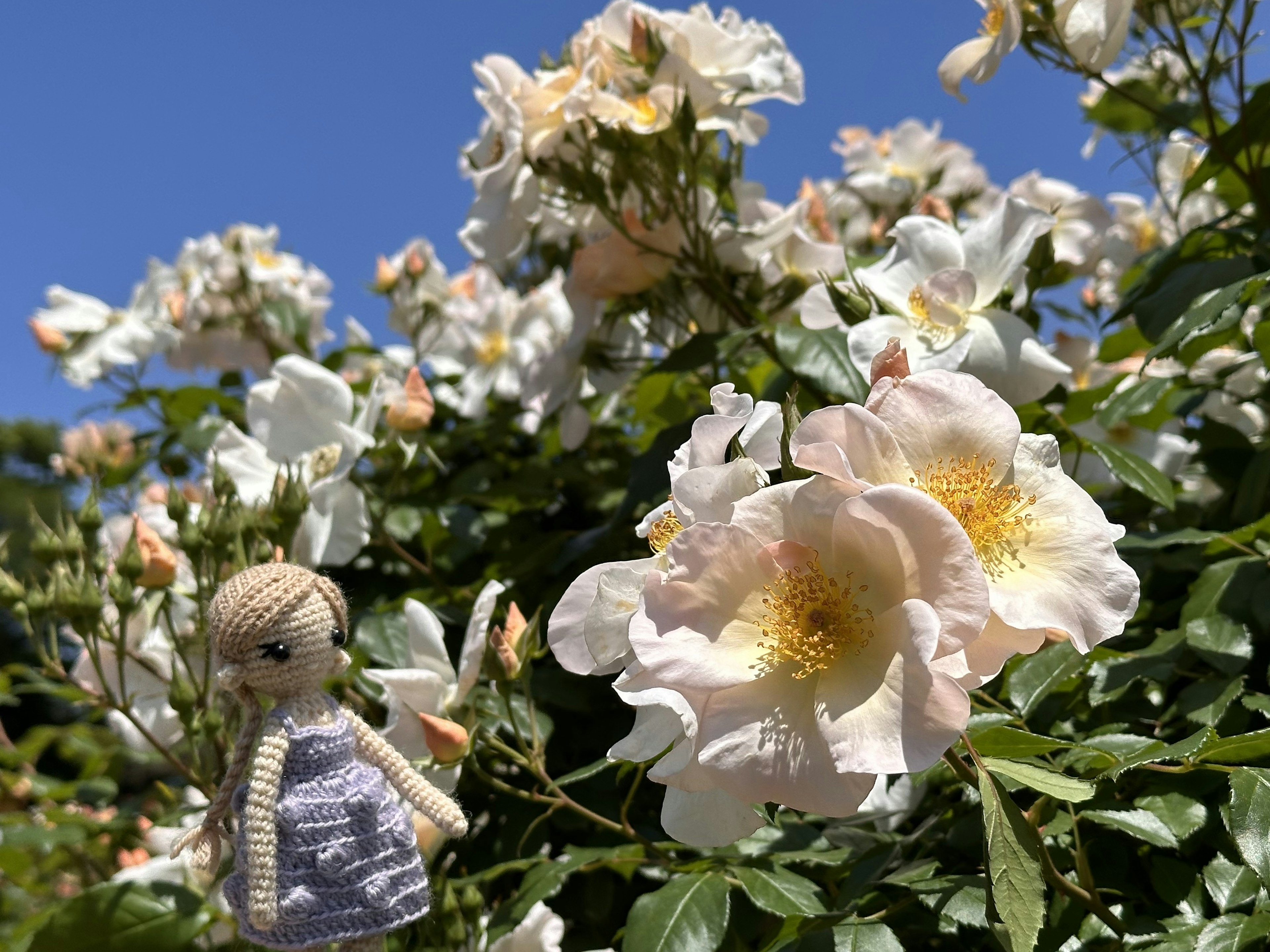 Une petite poupée se tenant près de fleurs blanches sous un ciel bleu clair