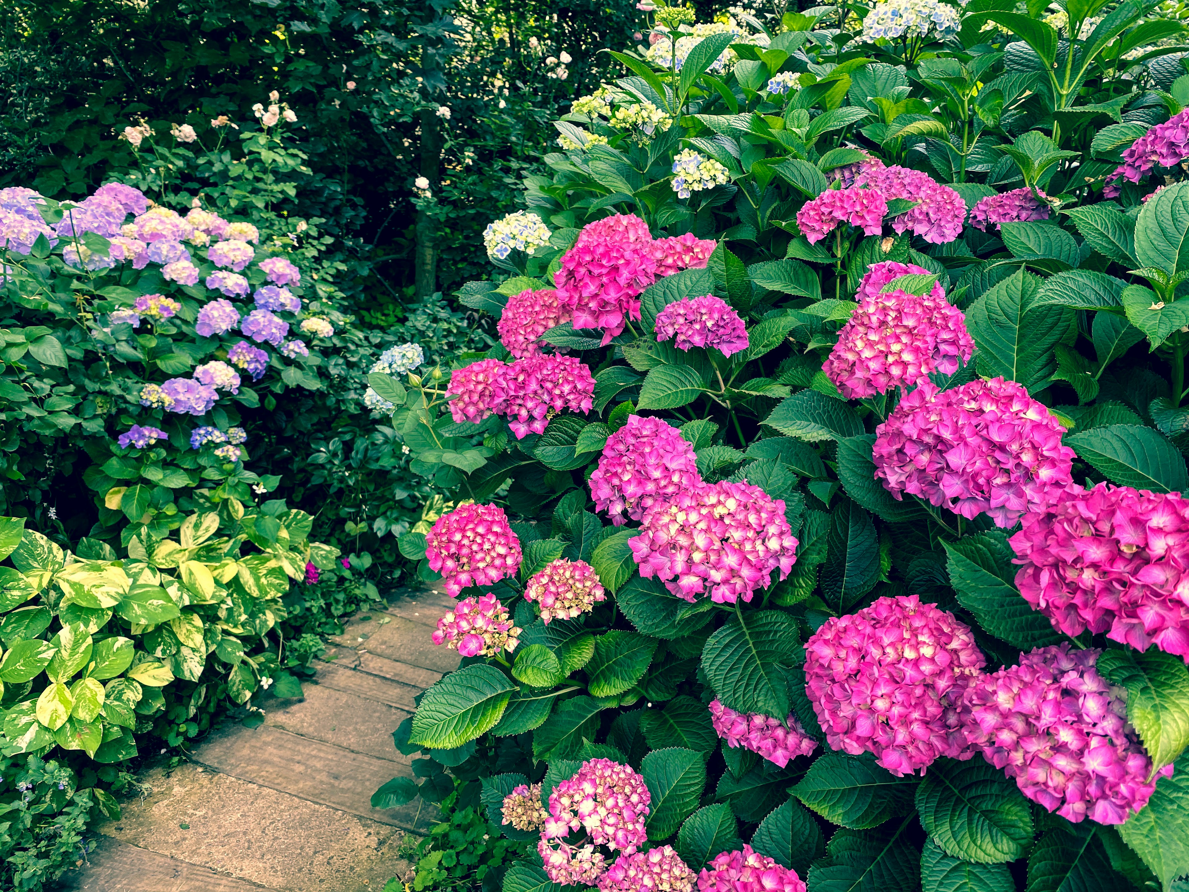 Hortensias vibrantes de varios colores a lo largo de un camino de jardín frondoso