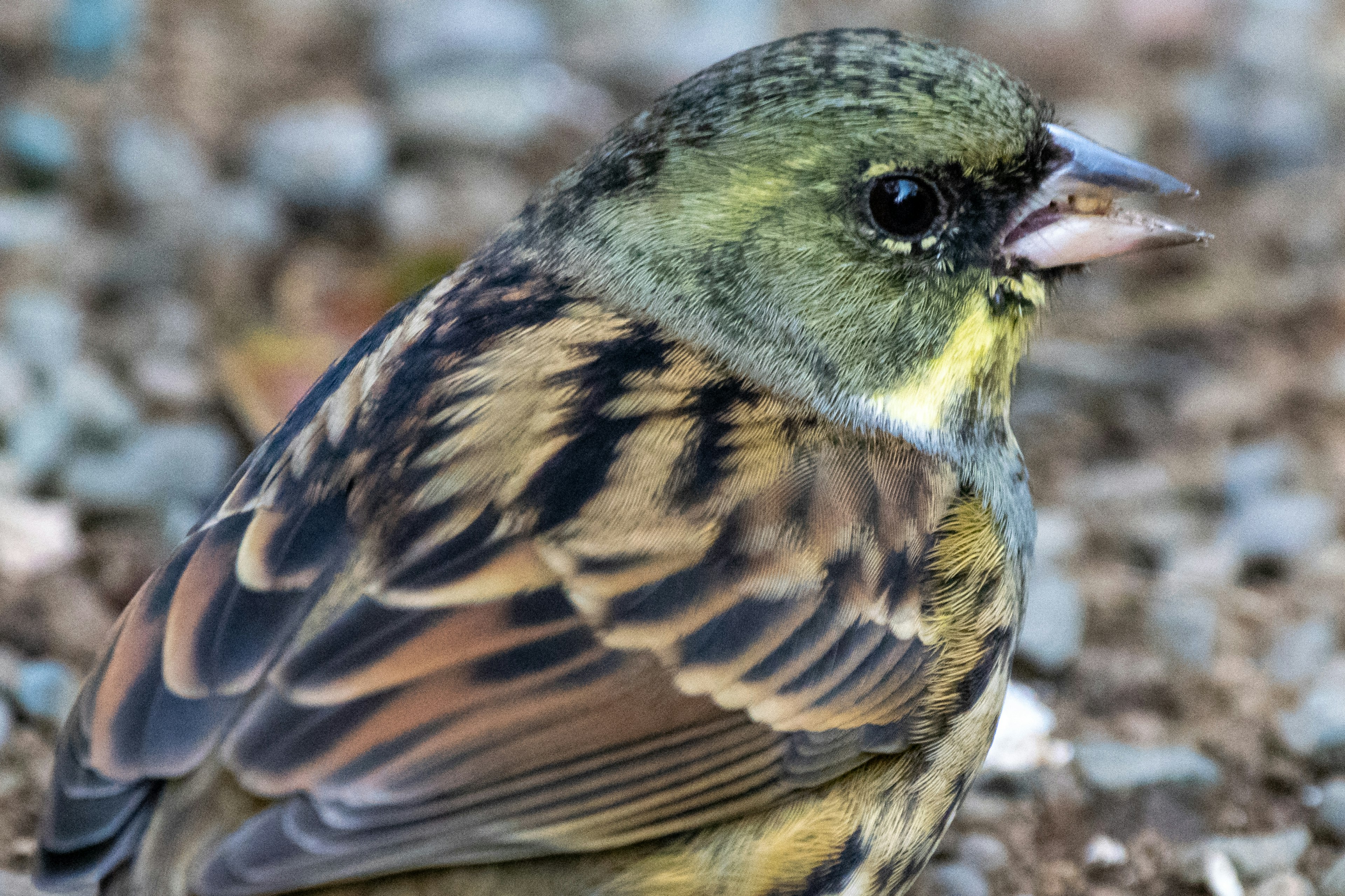 A small bird with colorful feathers seen up close