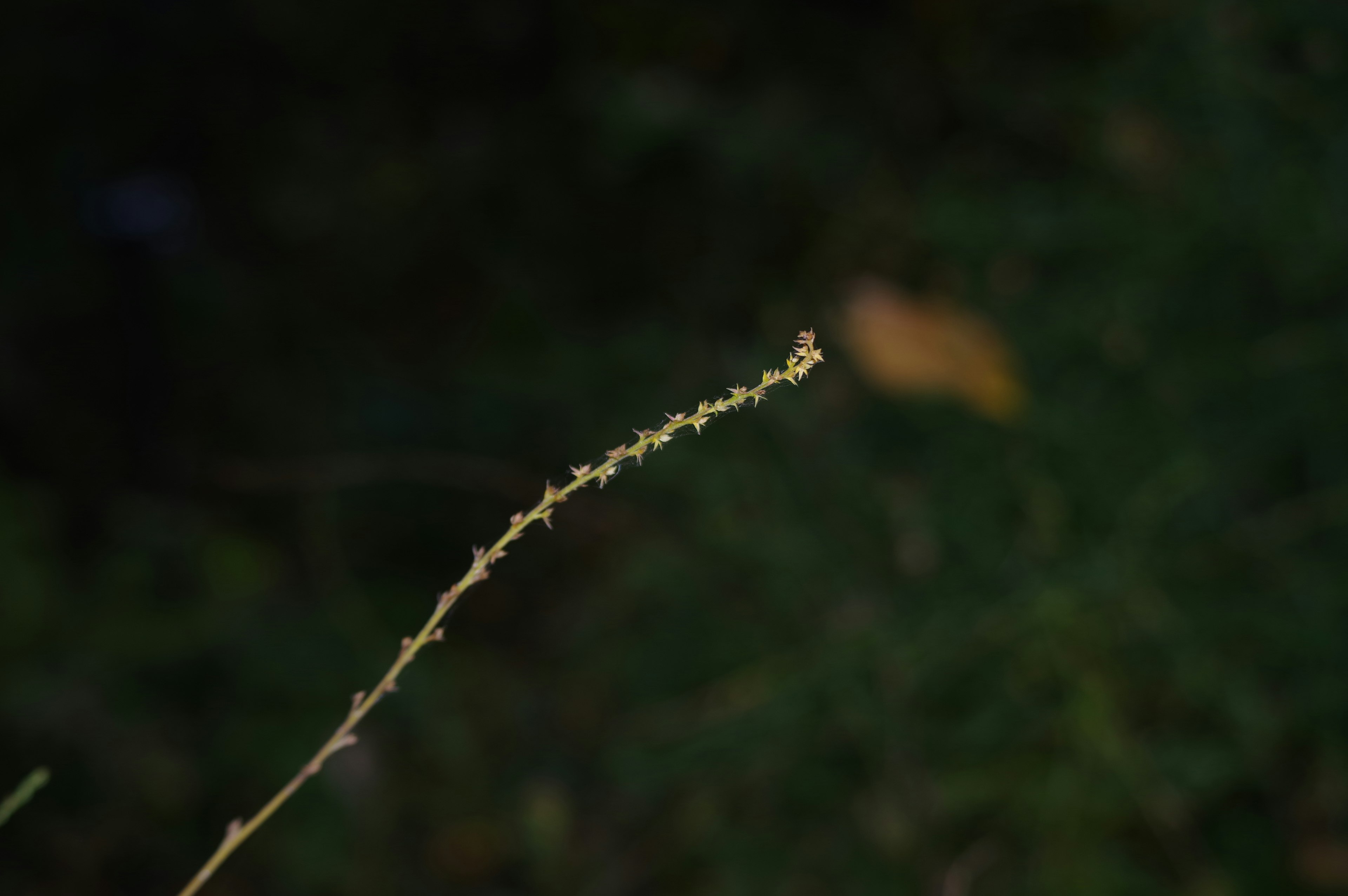 細長い草の茎が暗い背景に浮かび上がる