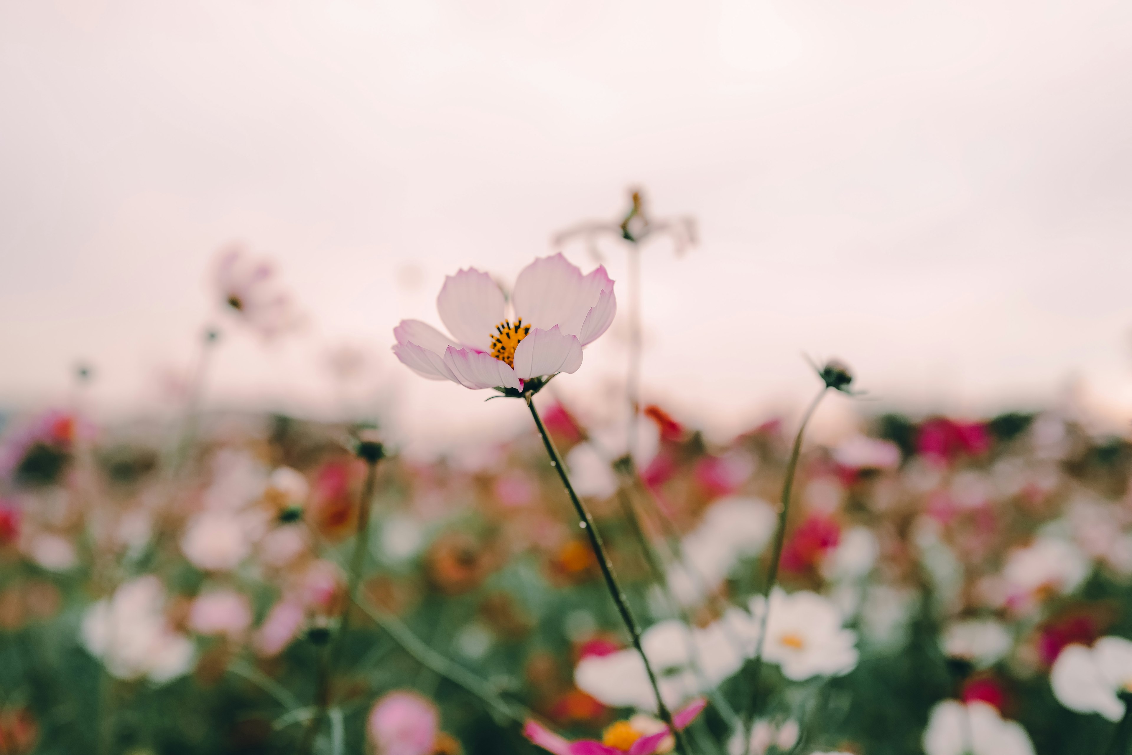 Eine einzelne rosa Blume sticht in einem Feld bunter Blumen hervor