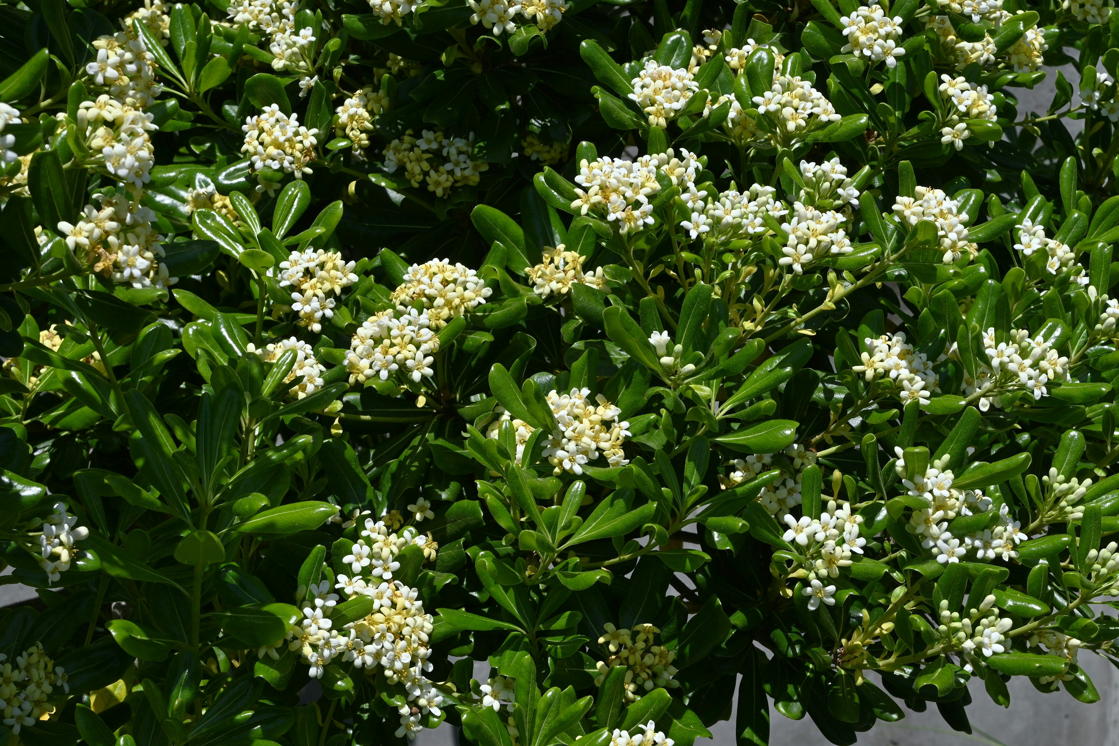 Nahaufnahme einer Pflanze mit grünen Blättern und weißen Blüten