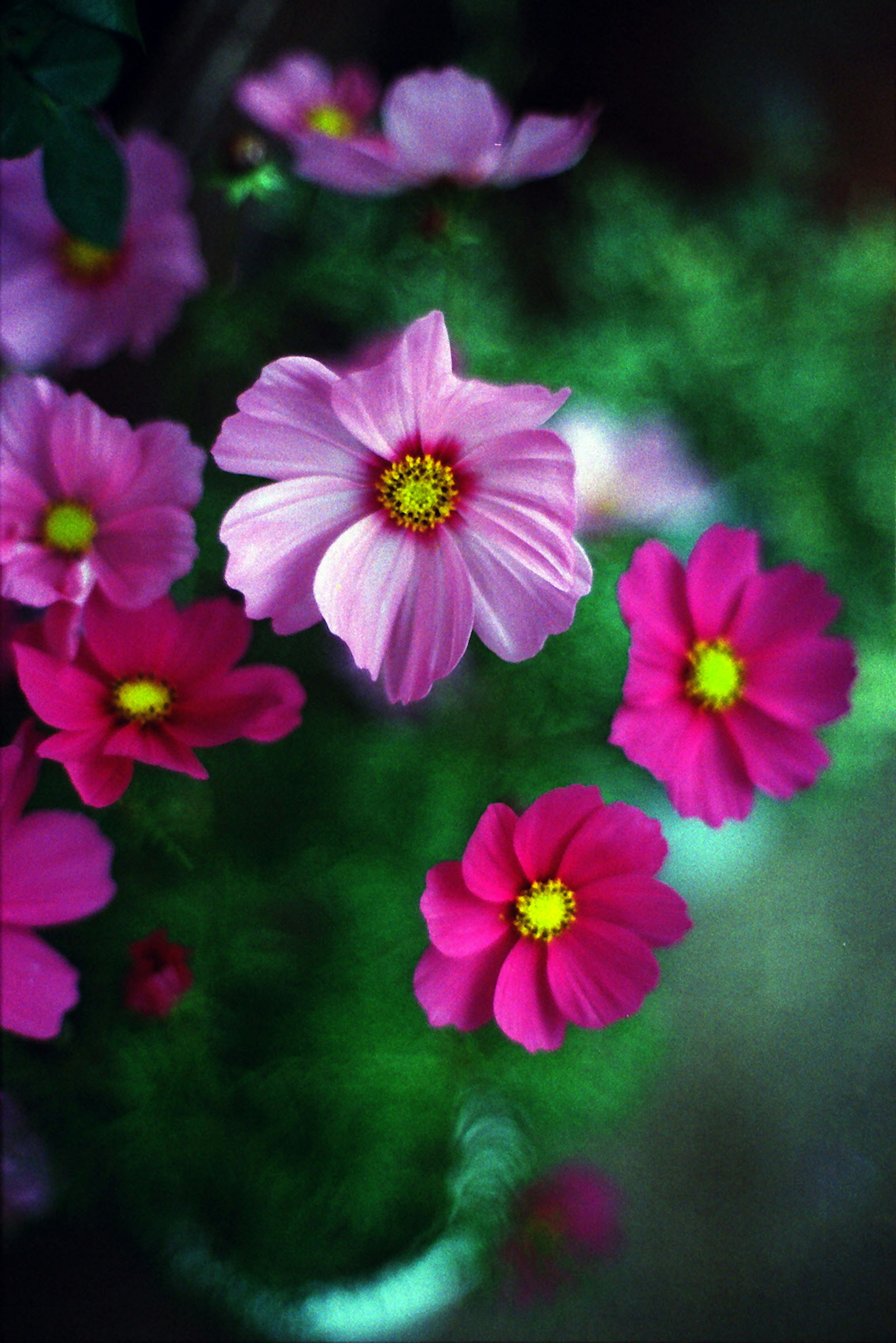 Una bella esposizione di fiori colorati in fiore