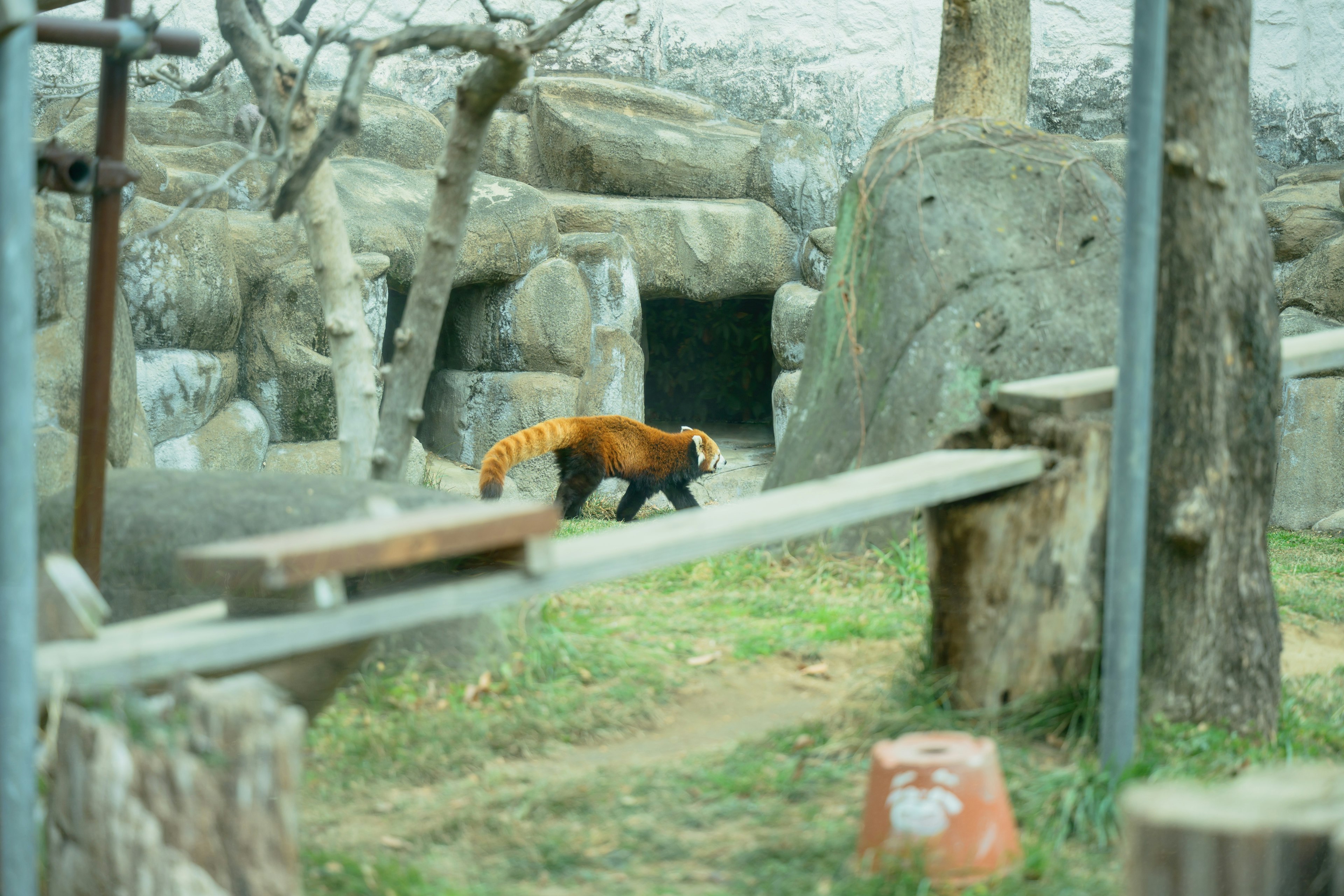 一隻紅熊貓在動物園棲息地中行走