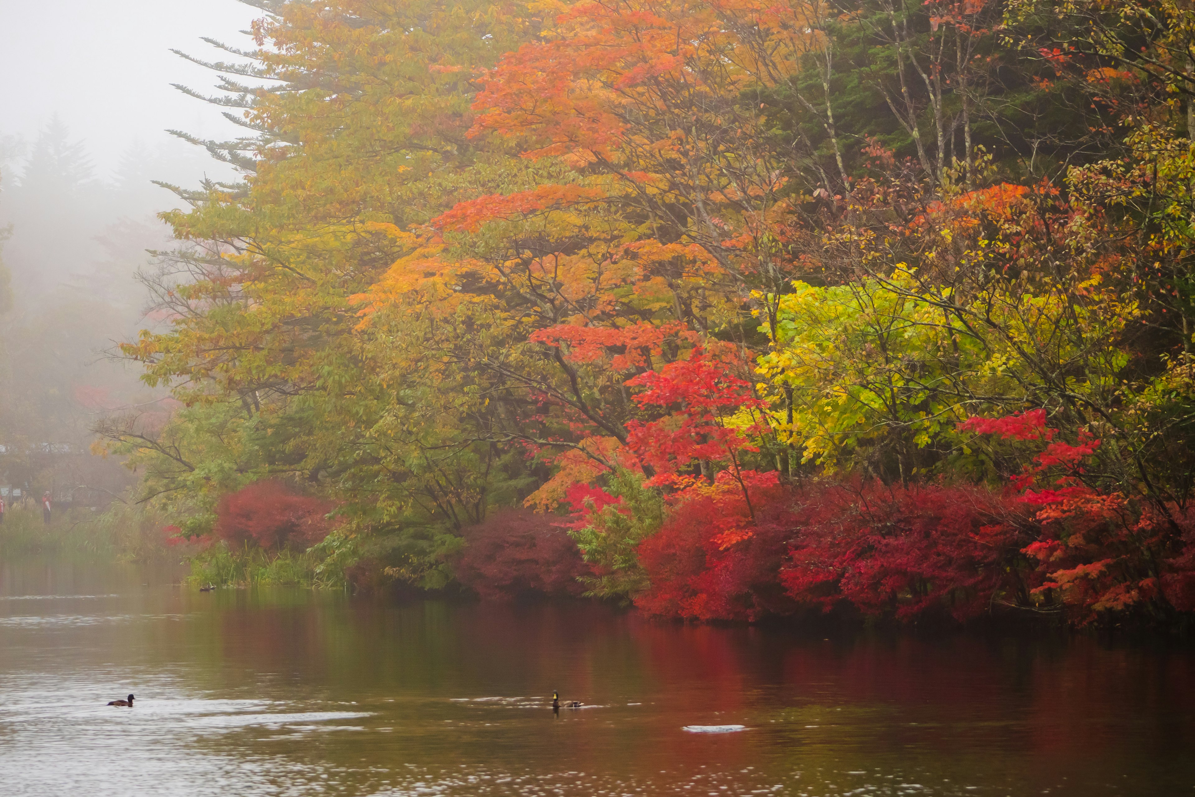 霧の中の紅葉した木々と静かな湖の景色