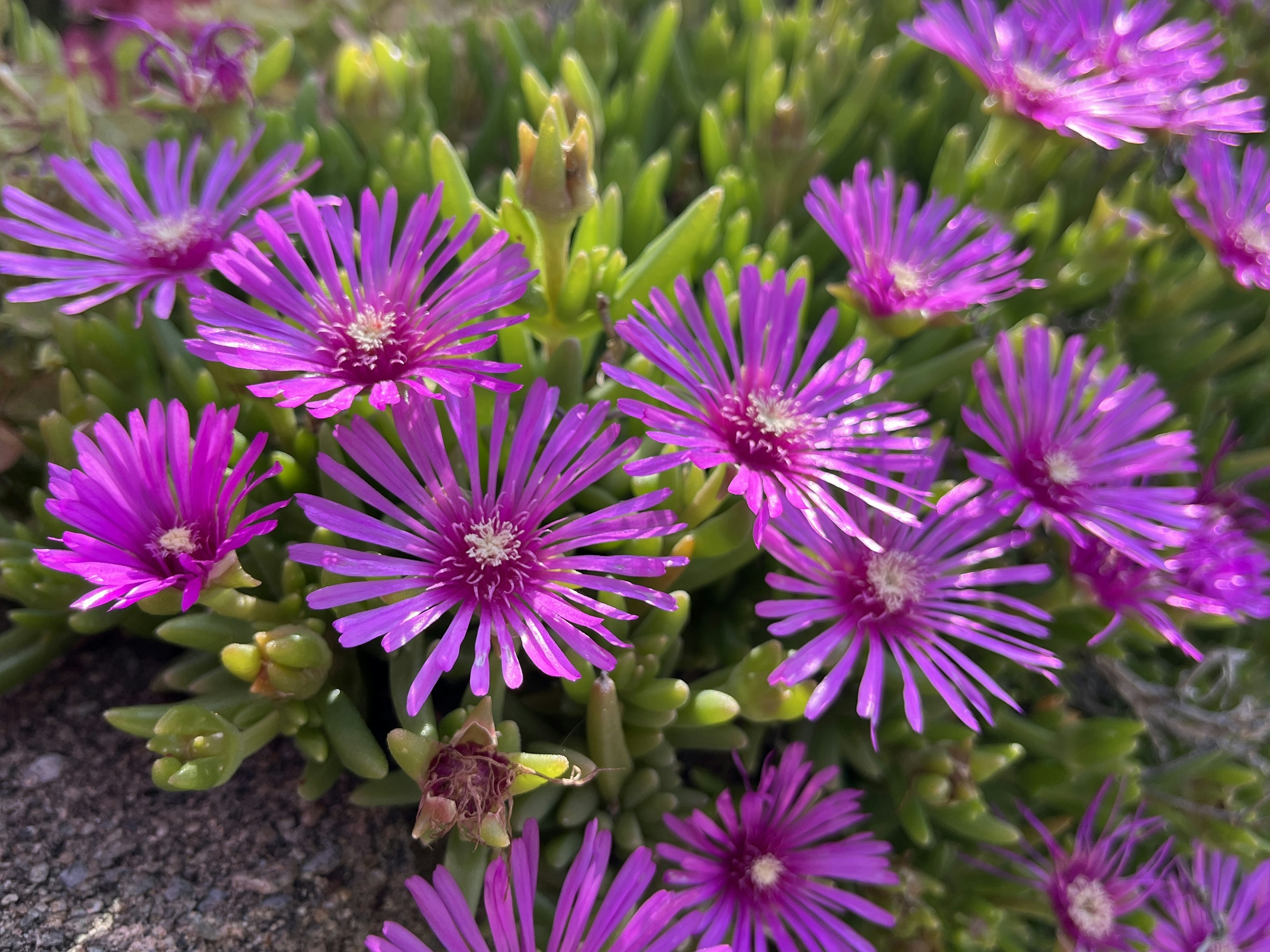 Close-up of succulent plant with blooming purple flowers