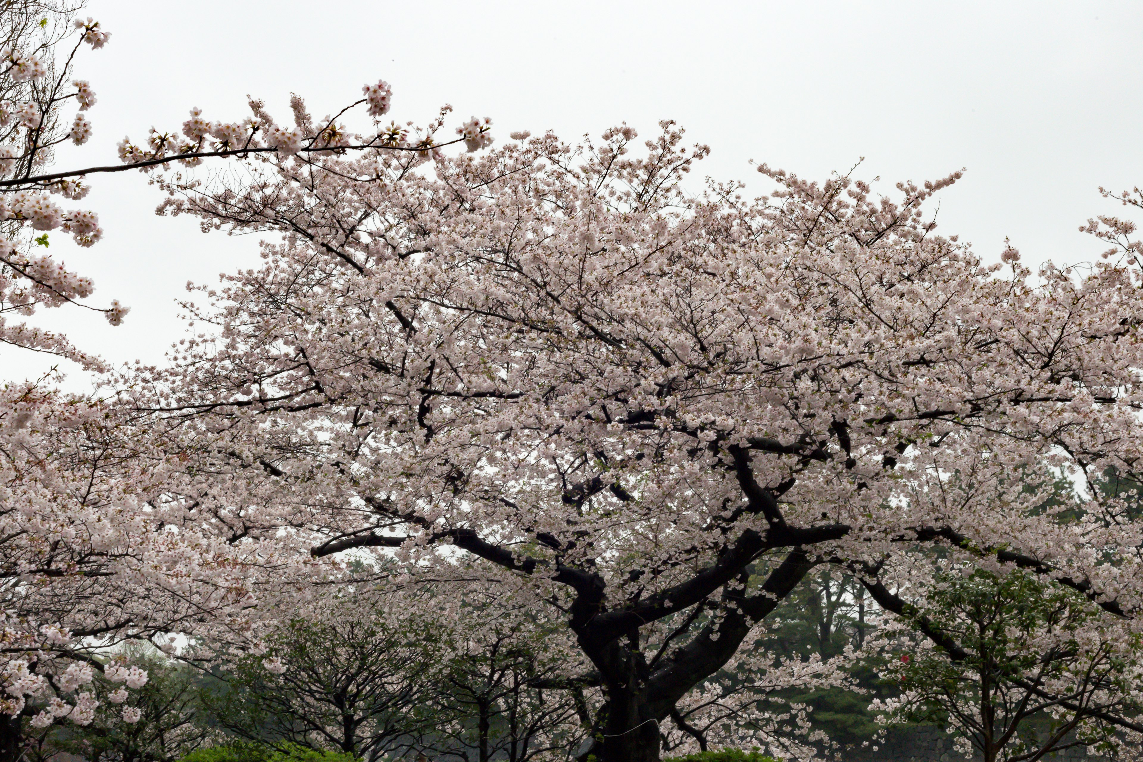 Pohon sakura mekar di bawah langit mendung