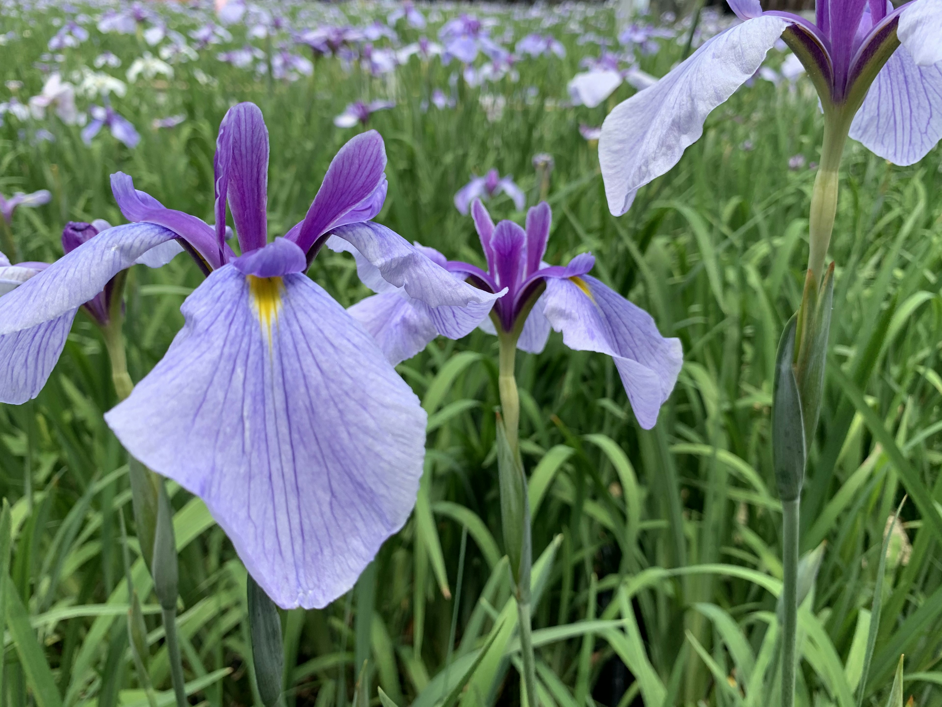 Fiori di iris viola con erba verde in un campo vivace